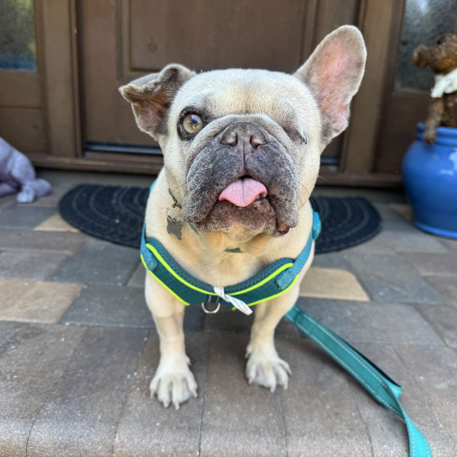 Moka, Adopted, Senior Female French Bulldog.