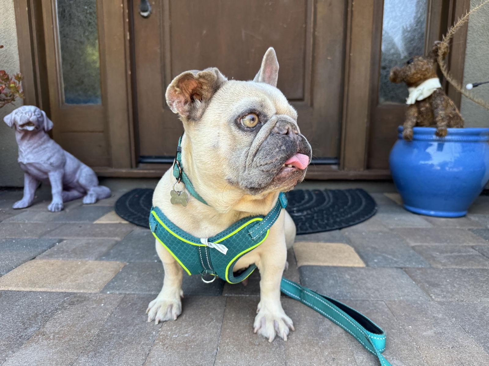 Enlarge Moka, a Adopted French Bulldog in Santa Clara, CA image 2/3