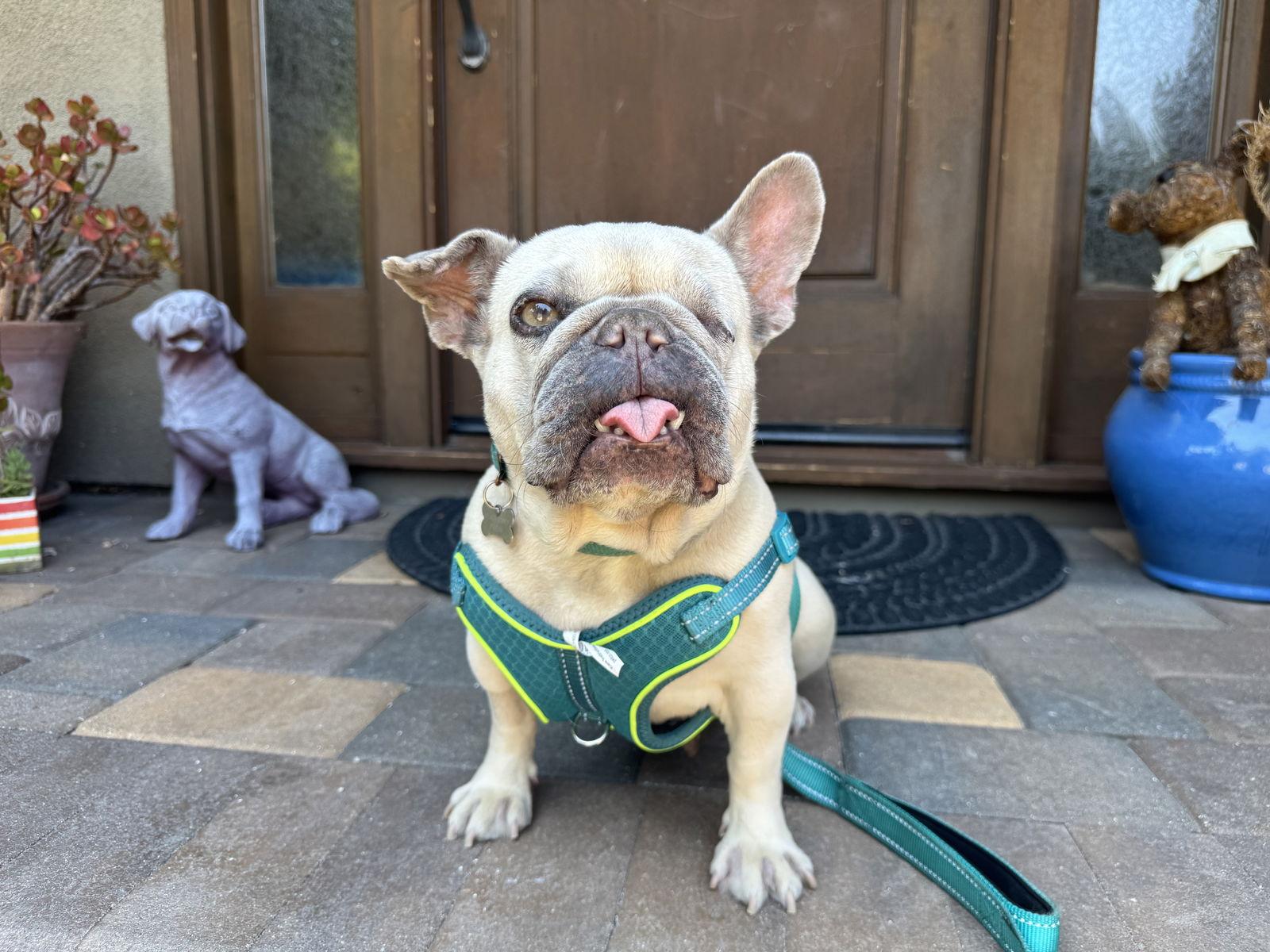 Enlarge Moka, a Adopted French Bulldog in Santa Clara, CA image 3/3