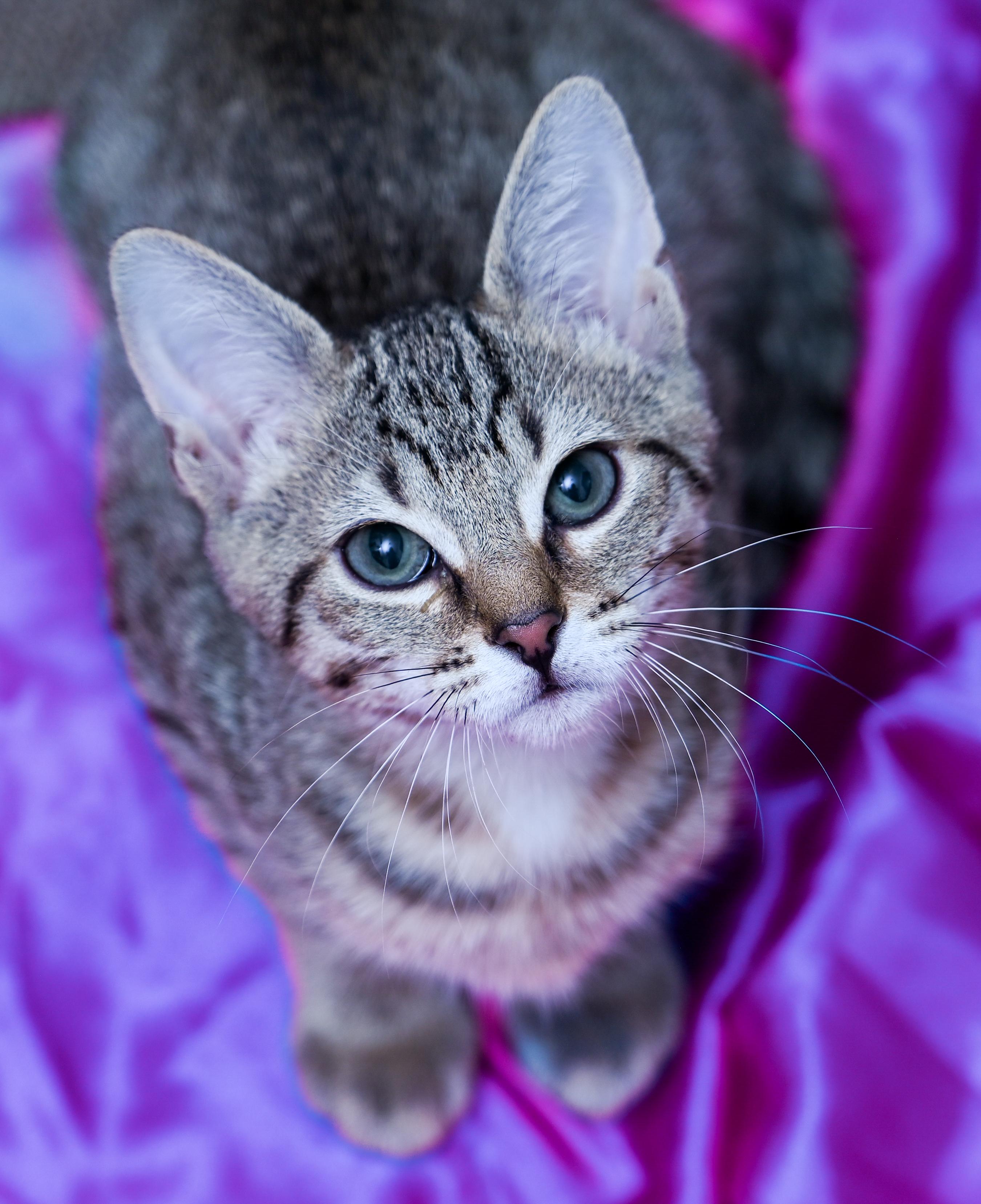 Enlarge Prismo, a Adoptable mixed breed in Chattanooga, TN image 4/4