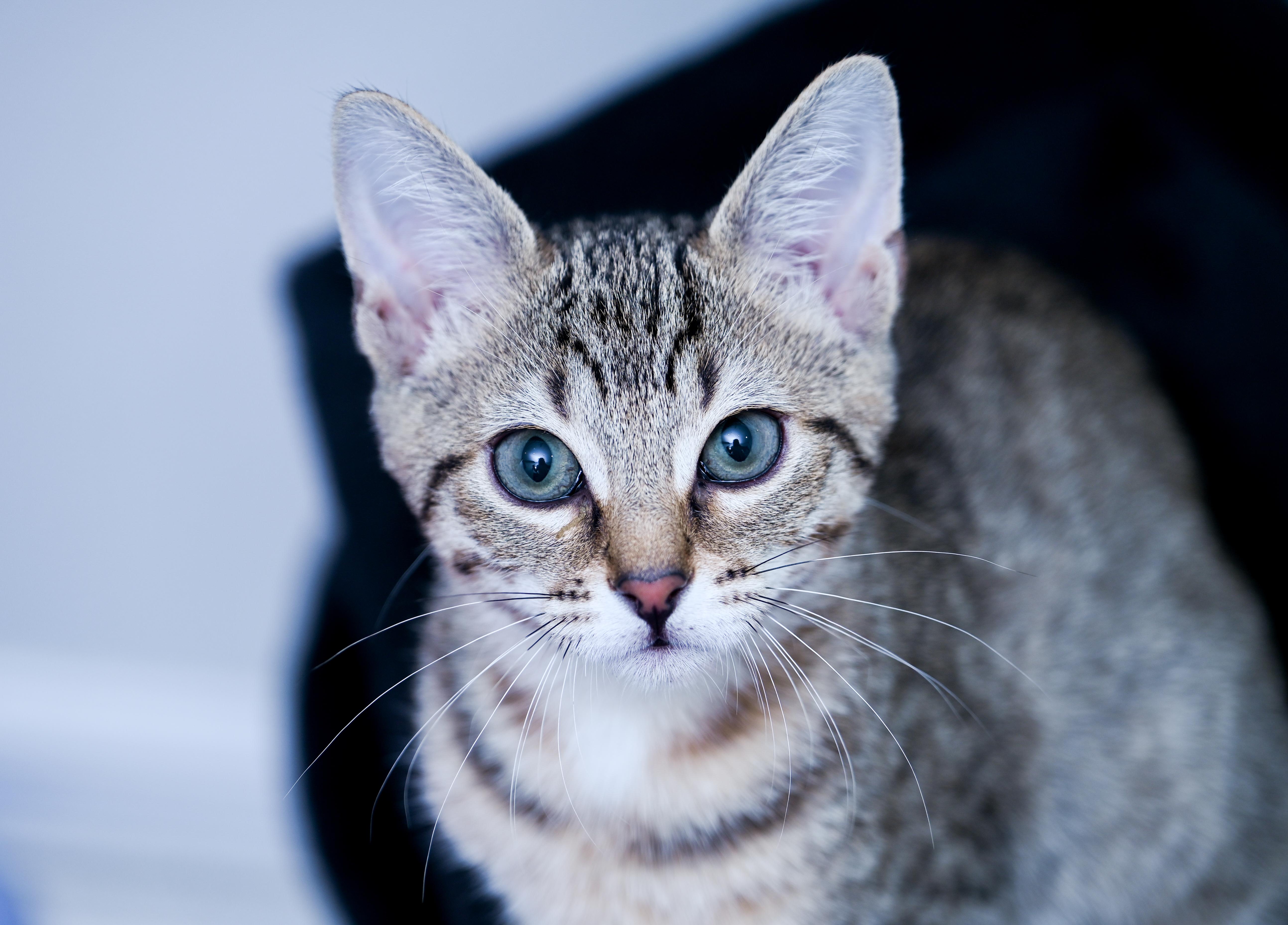 Enlarge Prismo, a Adoptable mixed breed in Chattanooga, TN image 2/4