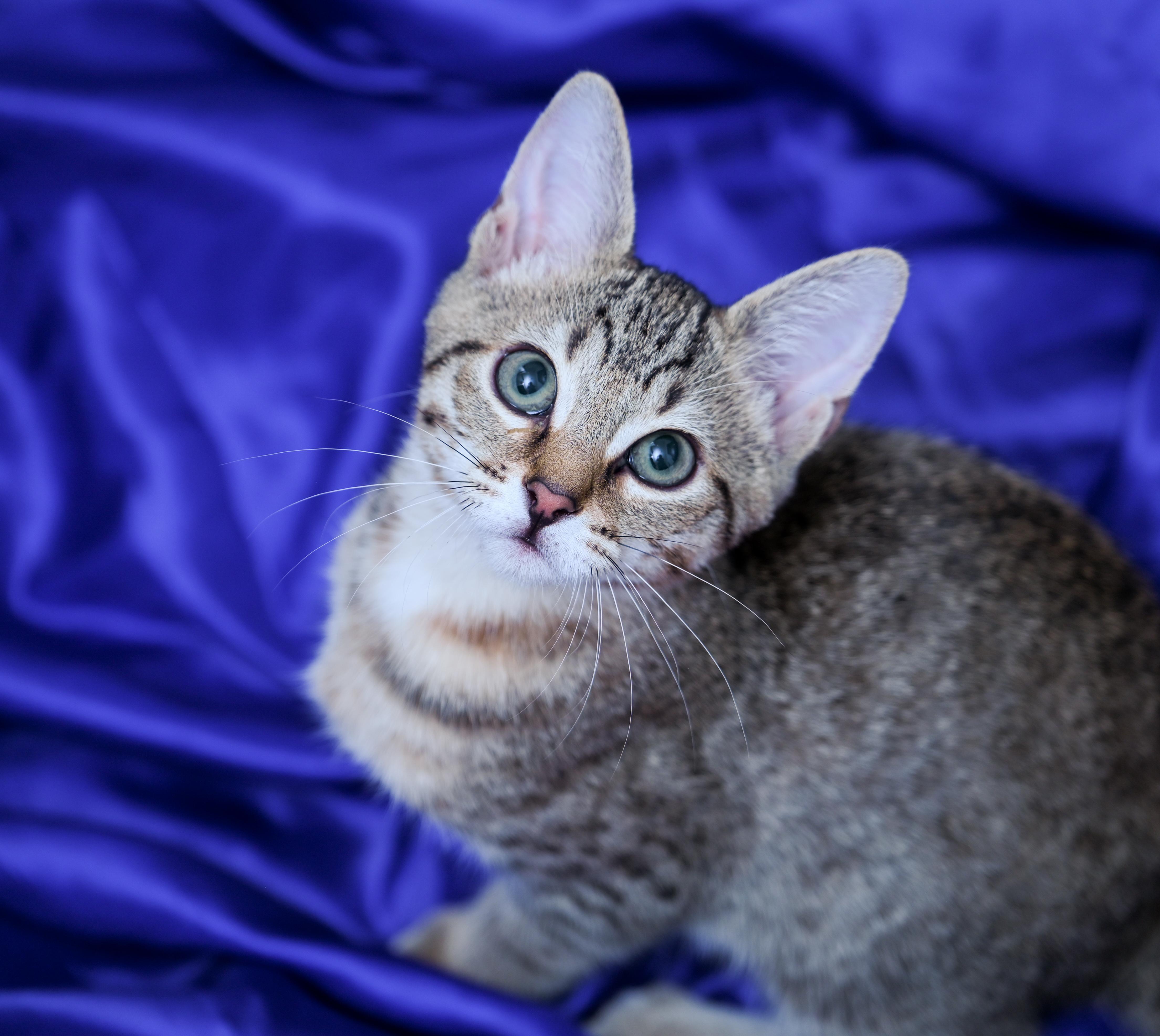 Enlarge Prismo, a Adoptable mixed breed in Chattanooga, TN image 3/4