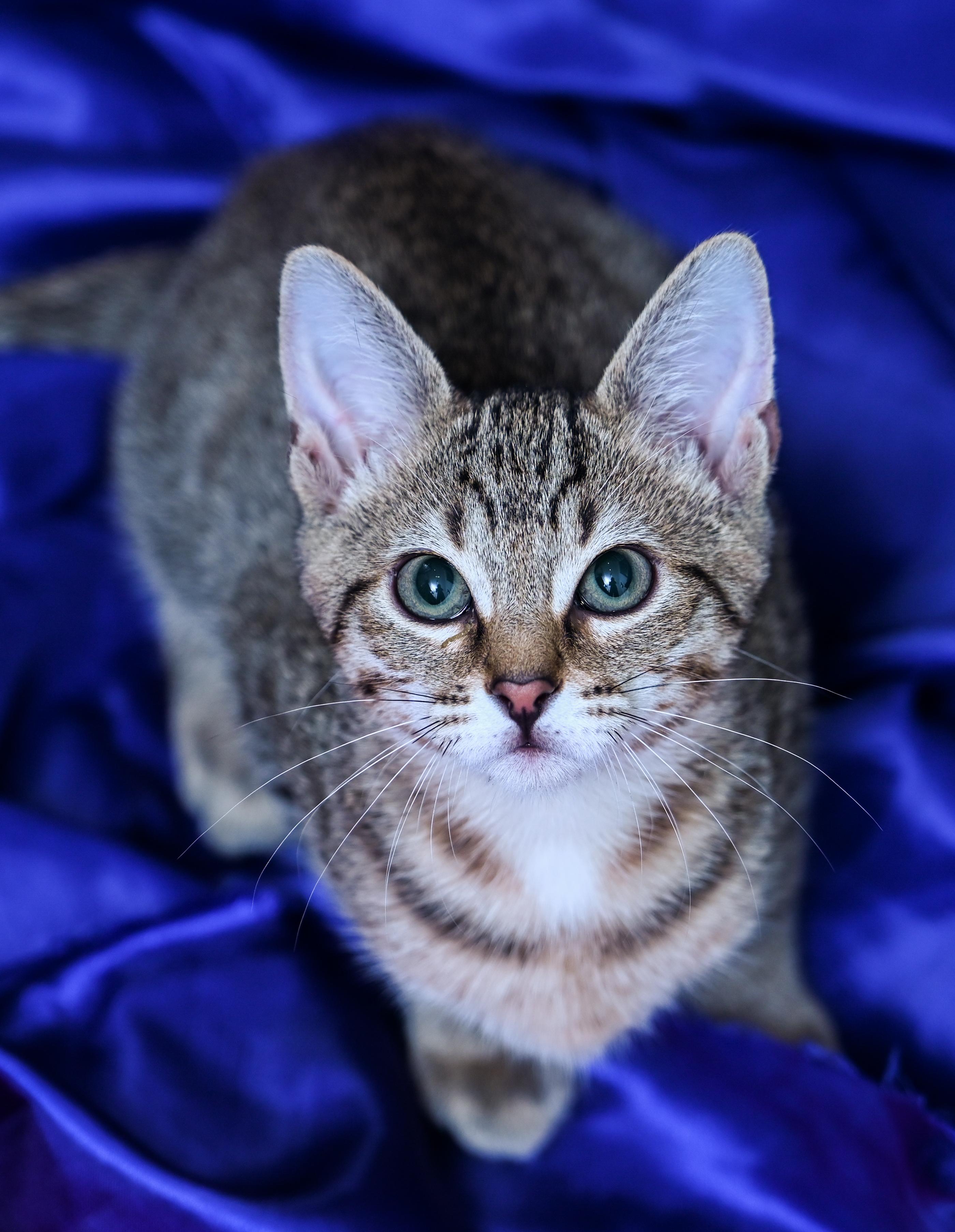 Enlarge Prismo, a Adoptable mixed breed in Chattanooga, TN image 1/4