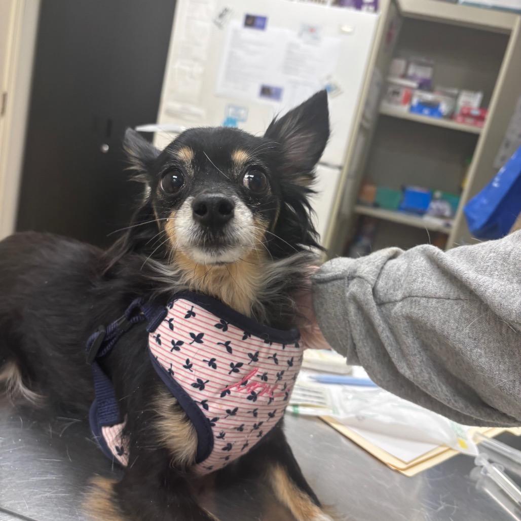 Alaya — thumbnail 2