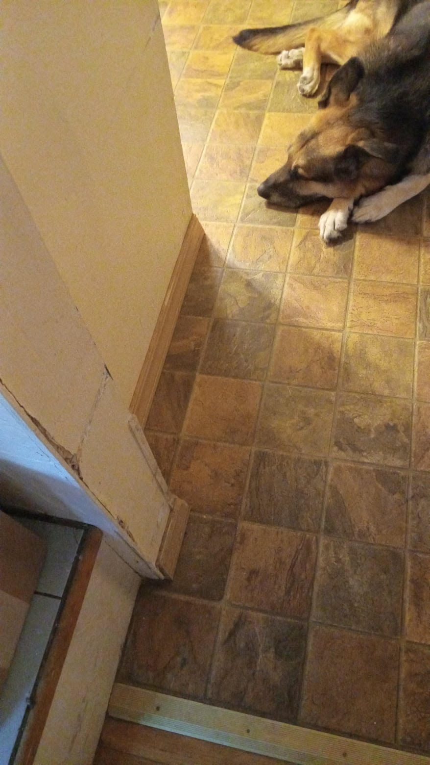 Charlie, Adoptable, Senior Male German Shepherd Dog.