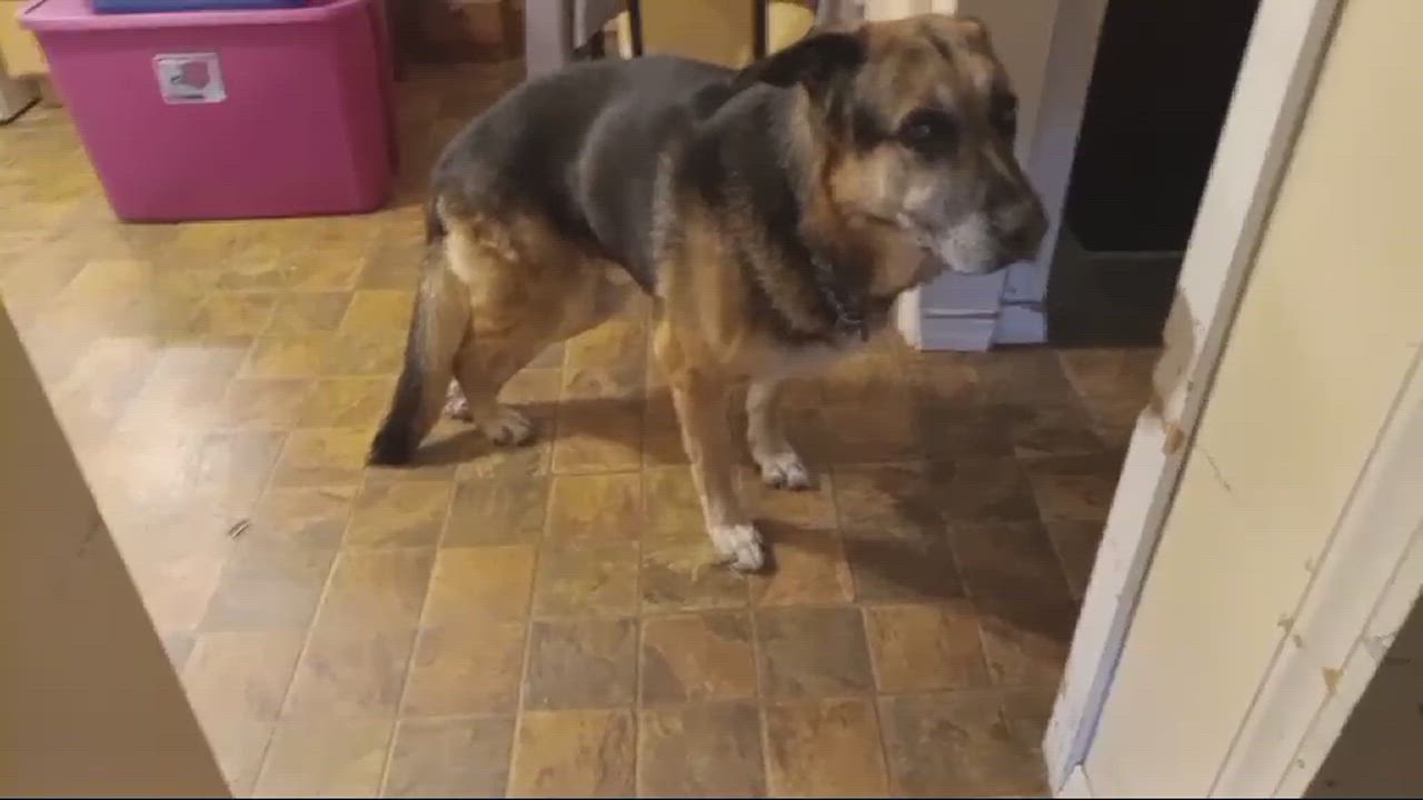 Enlarge Charlie, a Adoptable mixed breed in Lewiston, ID video 2/2