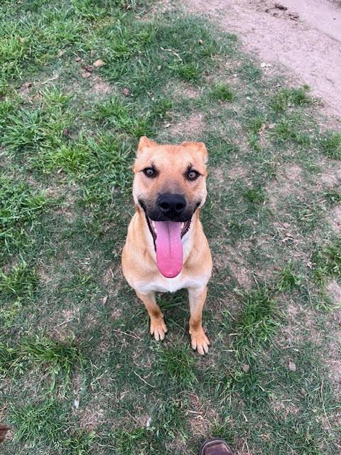 Enlarge Lucas, a Adoptable German Shepherd Dog in Humble, TX image 1/3