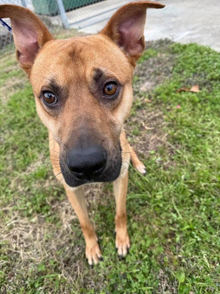 Enlarge Lucas, a Adoptable German Shepherd Dog in Humble, TX image 3/3