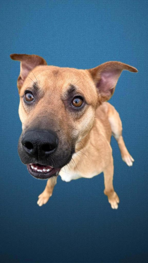 Enlarge Lucas, a Adoptable German Shepherd Dog in Humble, TX image 2/3