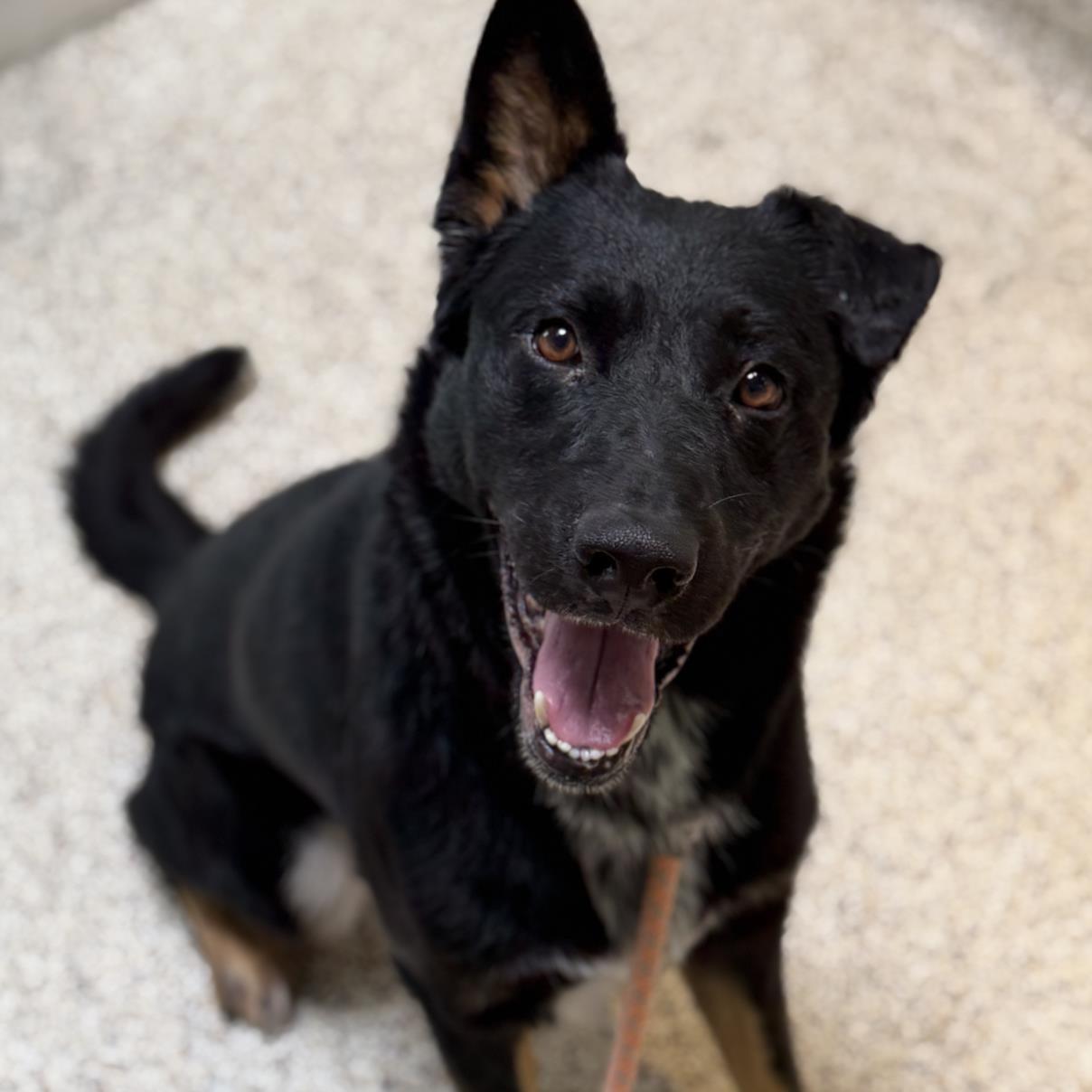 JAVA, Adoptable, Adult Male German Shepherd Dog.