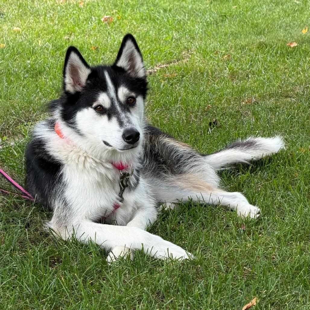 Enlarge Malyshka, a Adoptable mixed breed in Blaine, MN image 1/6