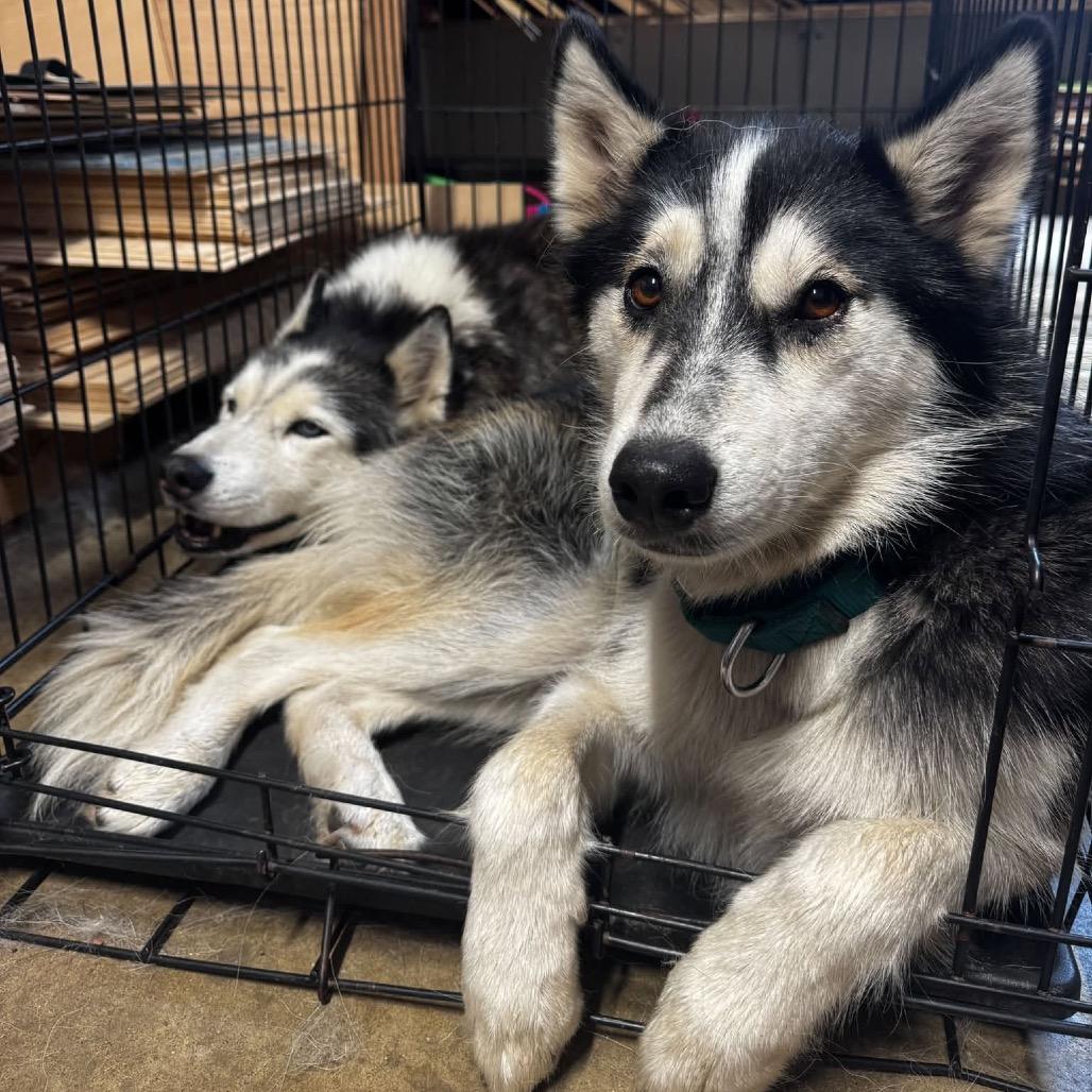 Enlarge Malyshka, a Adoptable mixed breed in Blaine, MN image 2/6