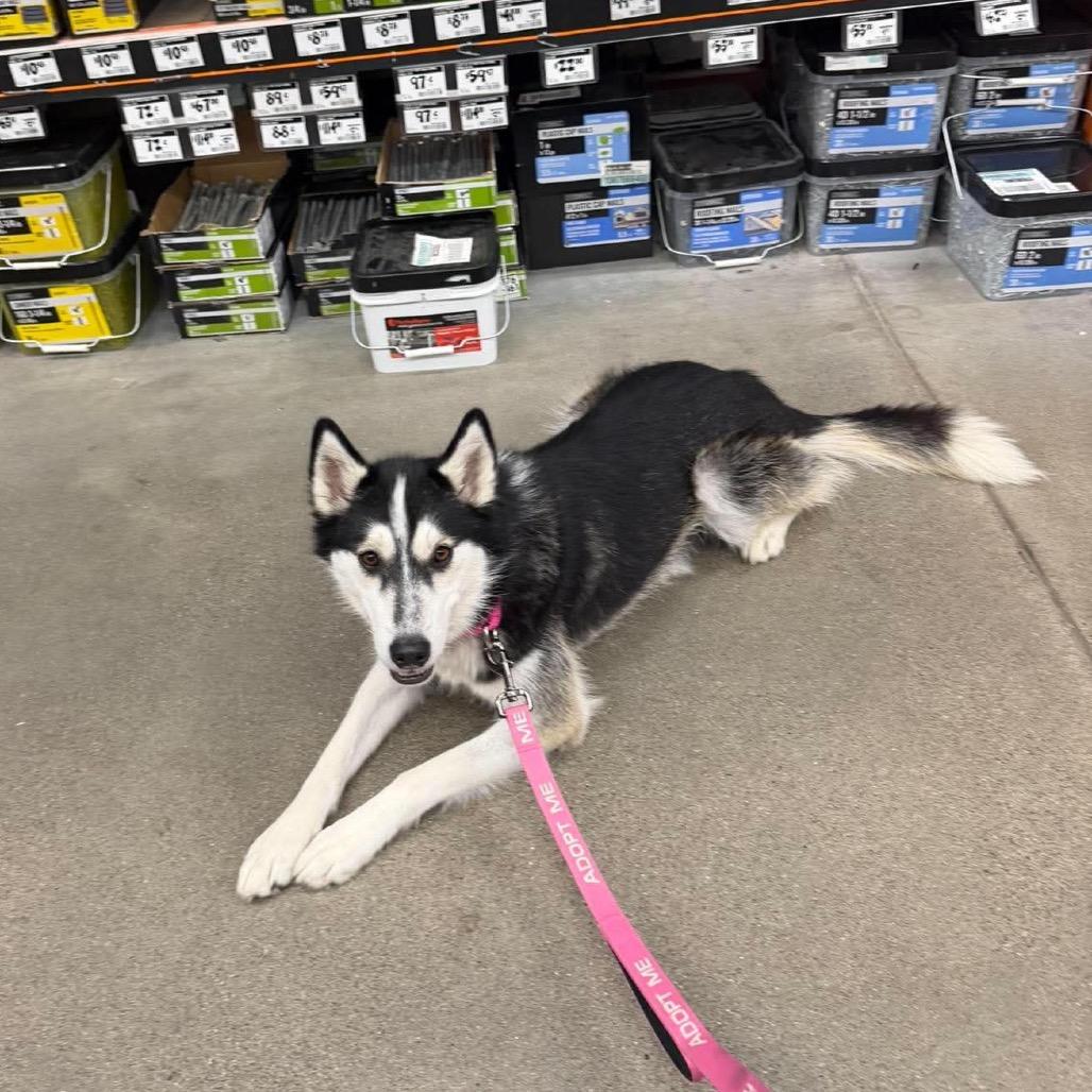 Enlarge Malyshka, a Adoptable mixed breed in Blaine, MN image 3/6