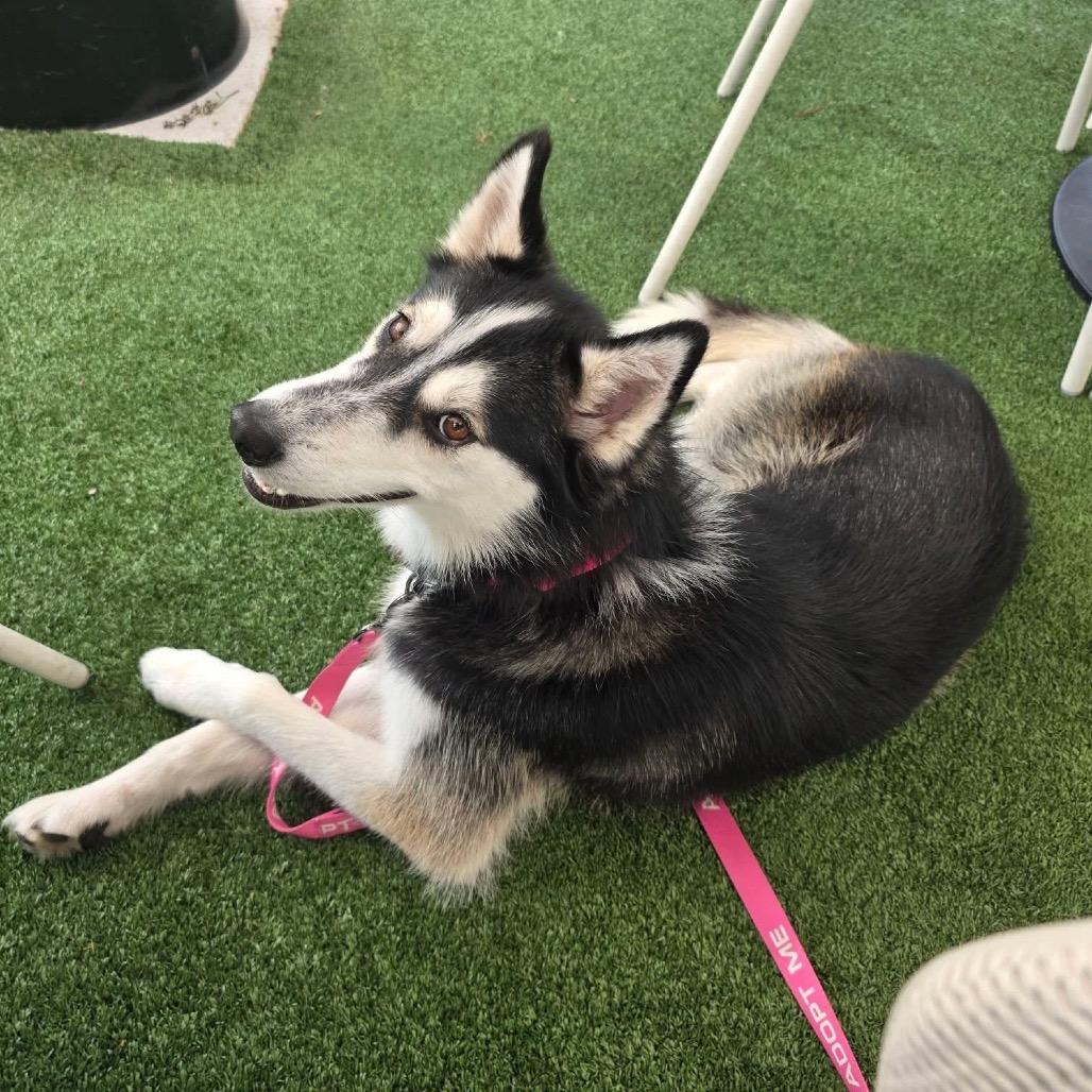 Enlarge Malyshka, a Adoptable mixed breed in Blaine, MN image 4/6
