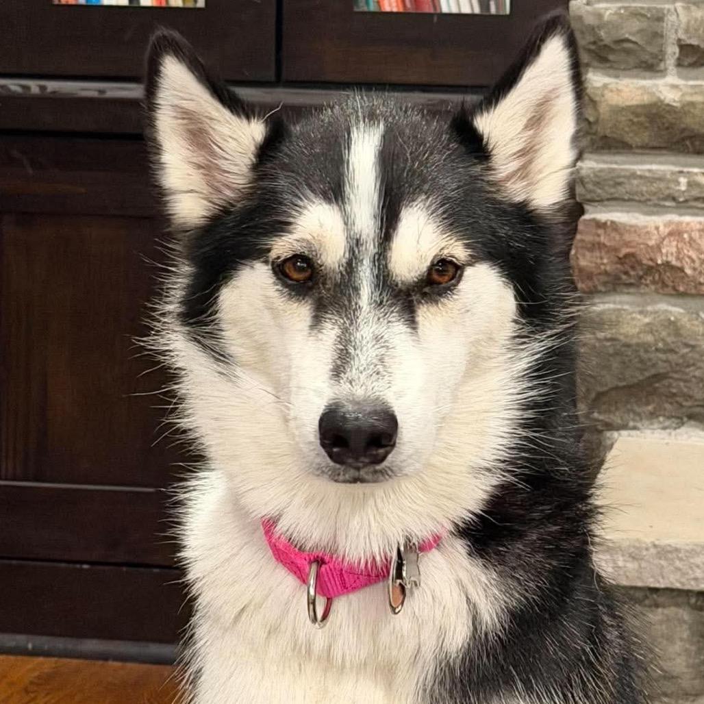 Enlarge Malyshka, a Adoptable mixed breed in Blaine, MN image 5/6