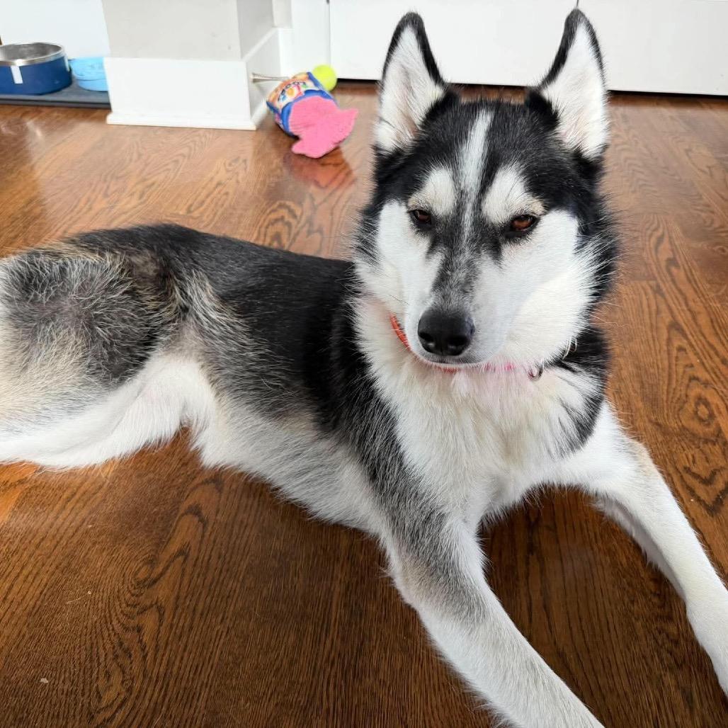 Enlarge Malyshka, a Adoptable mixed breed in Blaine, MN image 6/6