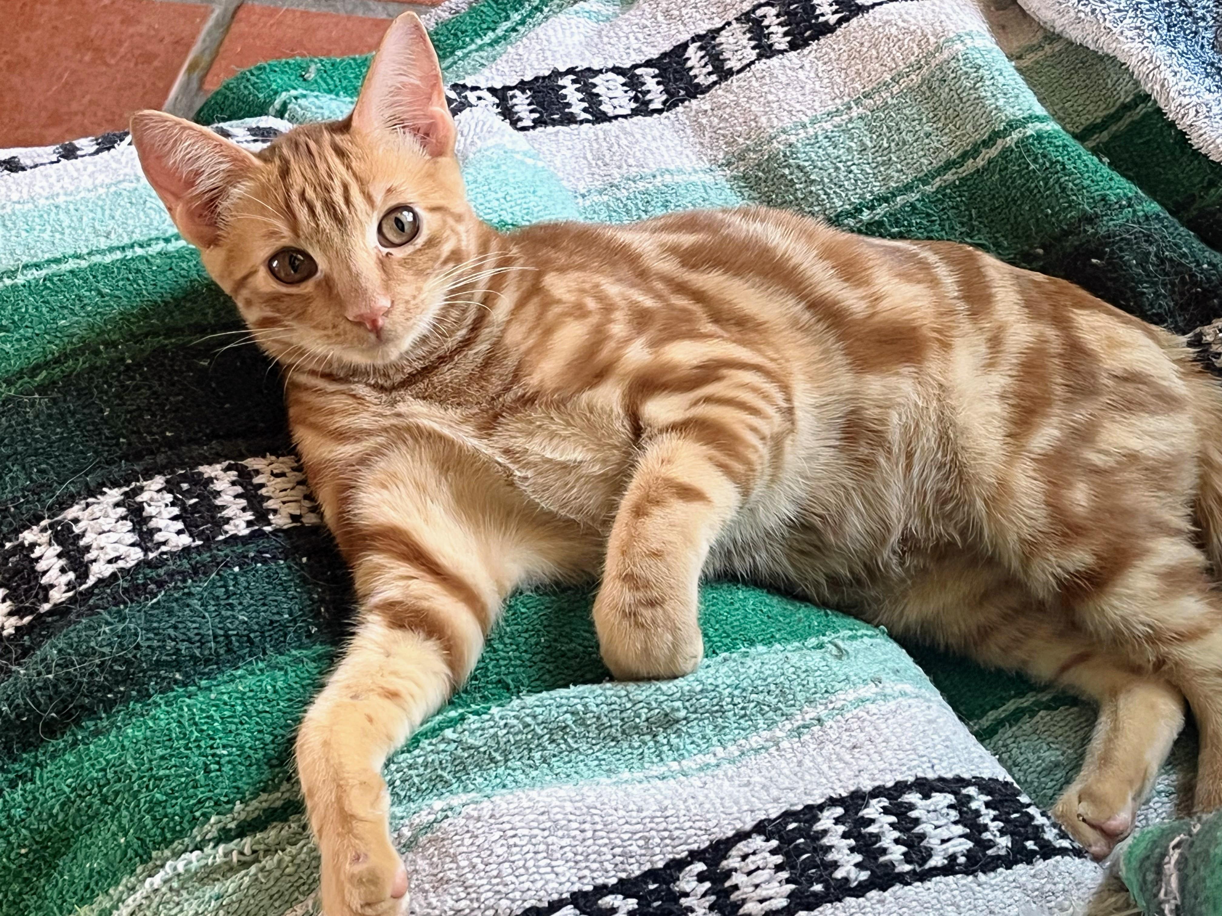 Marius, Adoptable, Young Male Domestic Short Hair.