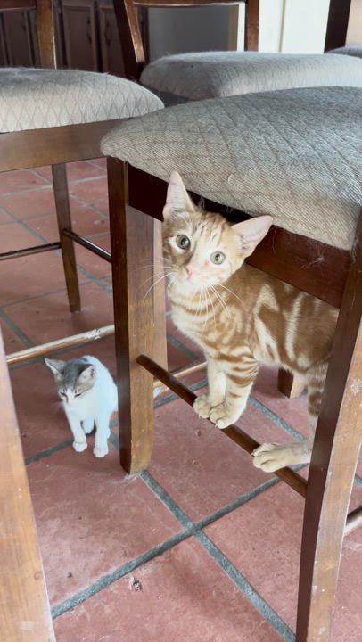 Enlarge Marius, a Adoptable Domestic Short Hair in Goliad, TX video 2/2