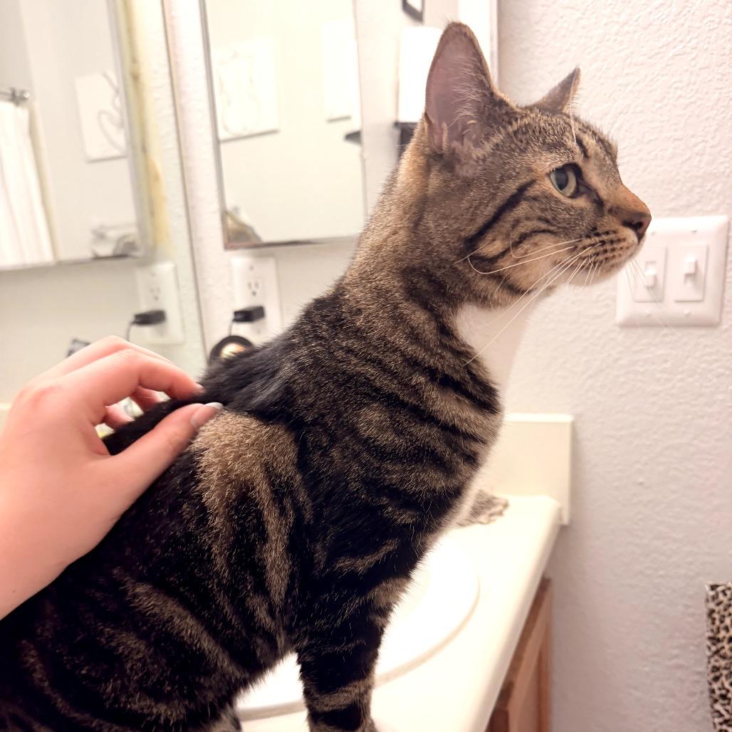 Crouton, Adoptable, Adult Male American Shorthair.