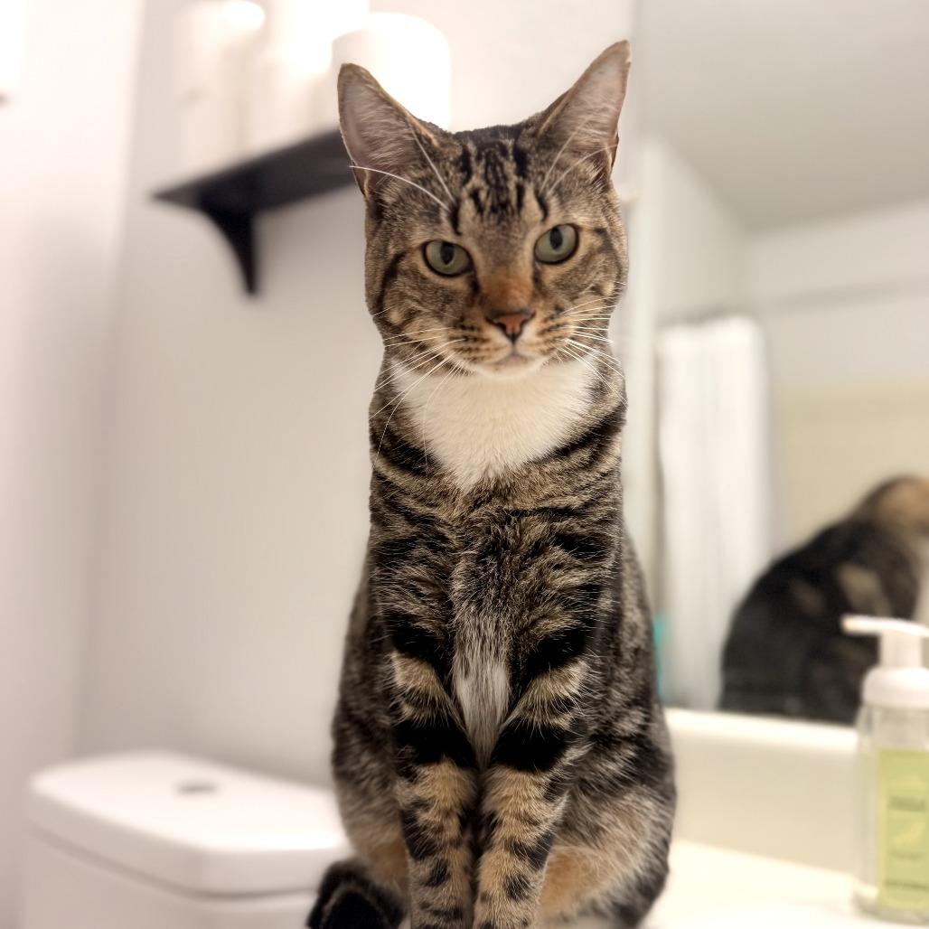 Enlarge Crouton, a Adoptable American Shorthair in Bessemer, AL image 2/4