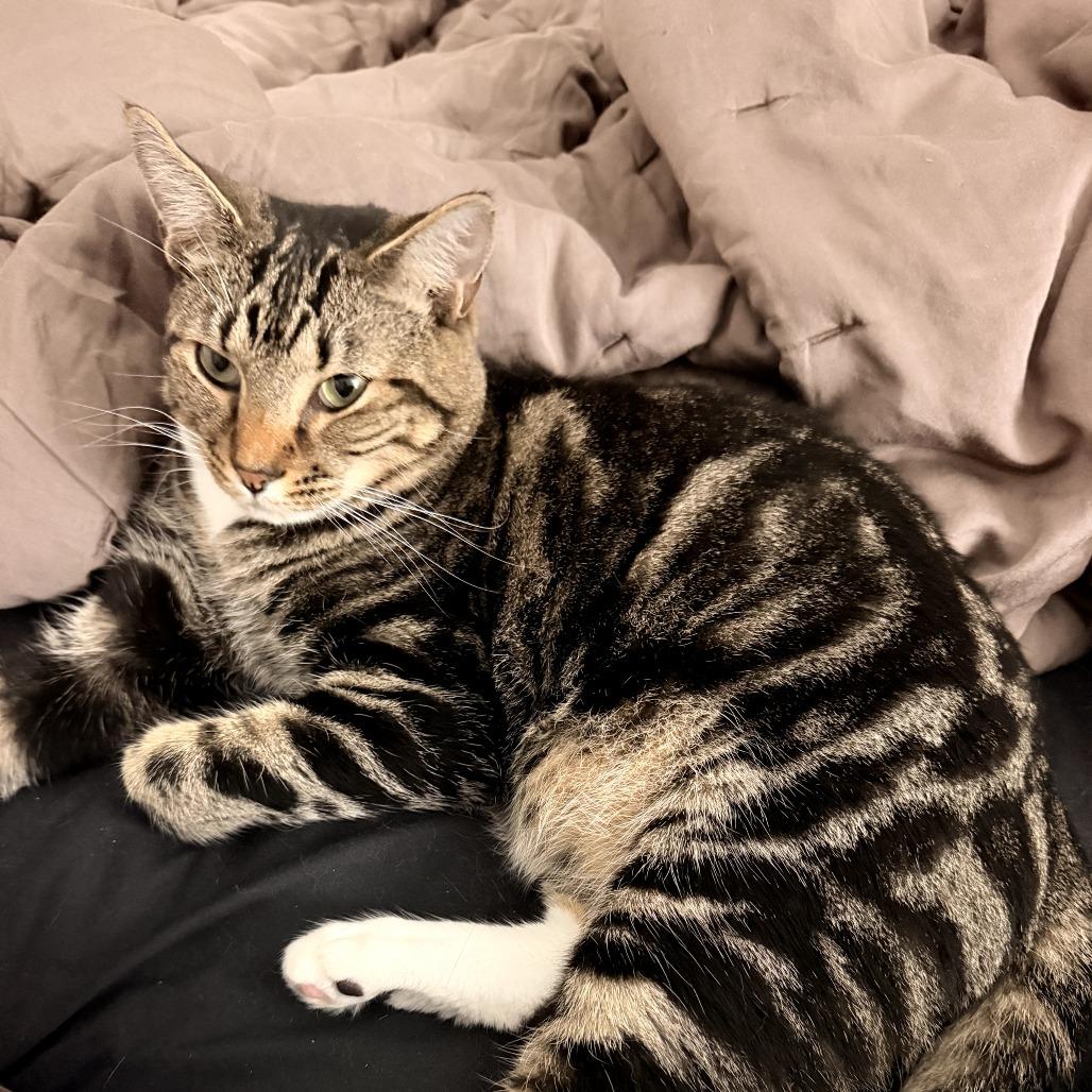 Enlarge Crouton, a Adoptable American Shorthair in Bessemer, AL image 3/4