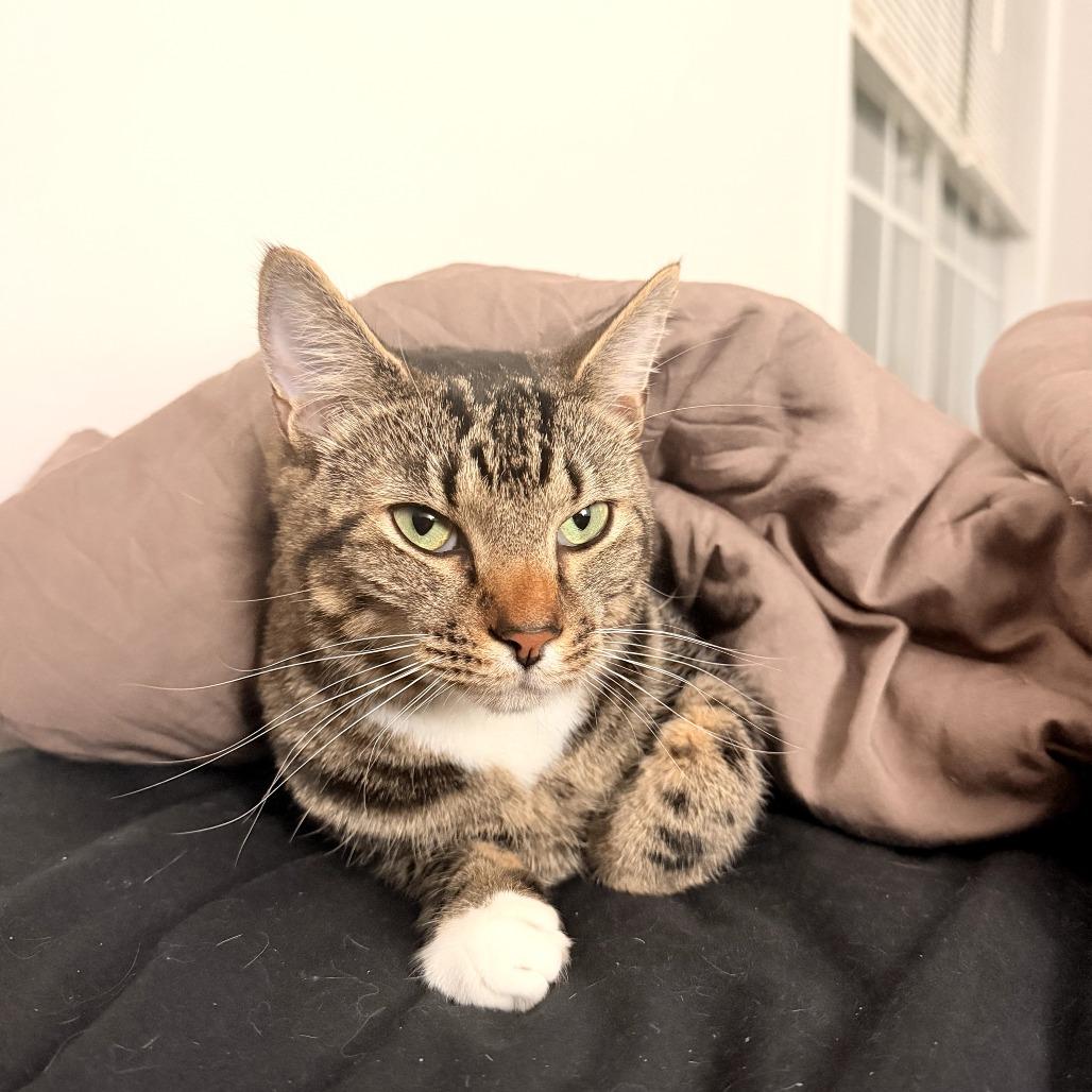 Enlarge Crouton, a Adoptable American Shorthair in Bessemer, AL image 4/4