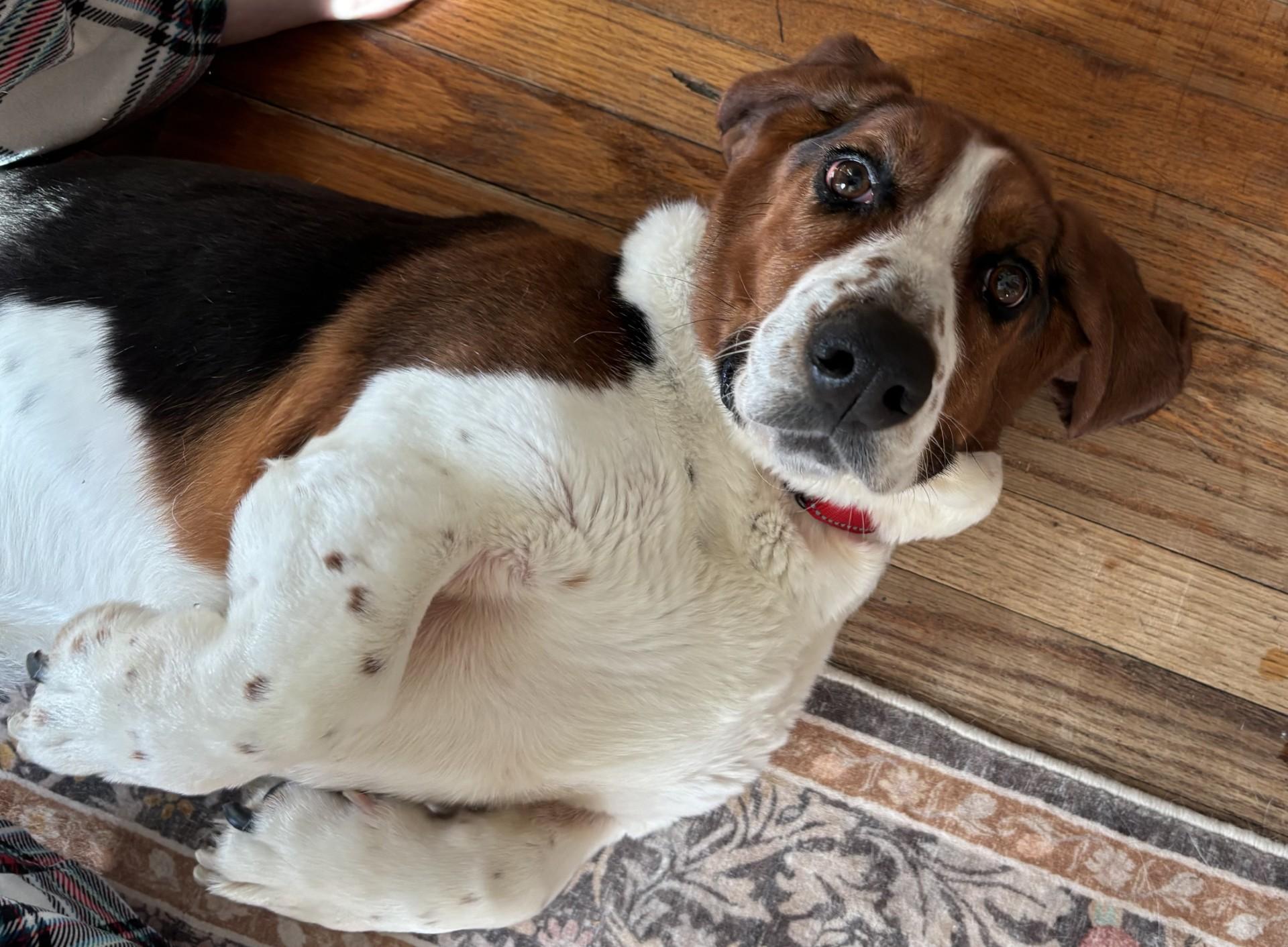 Spikey, a ADOPTABLE Basset Hound in Milwaukee, WI image 4/6