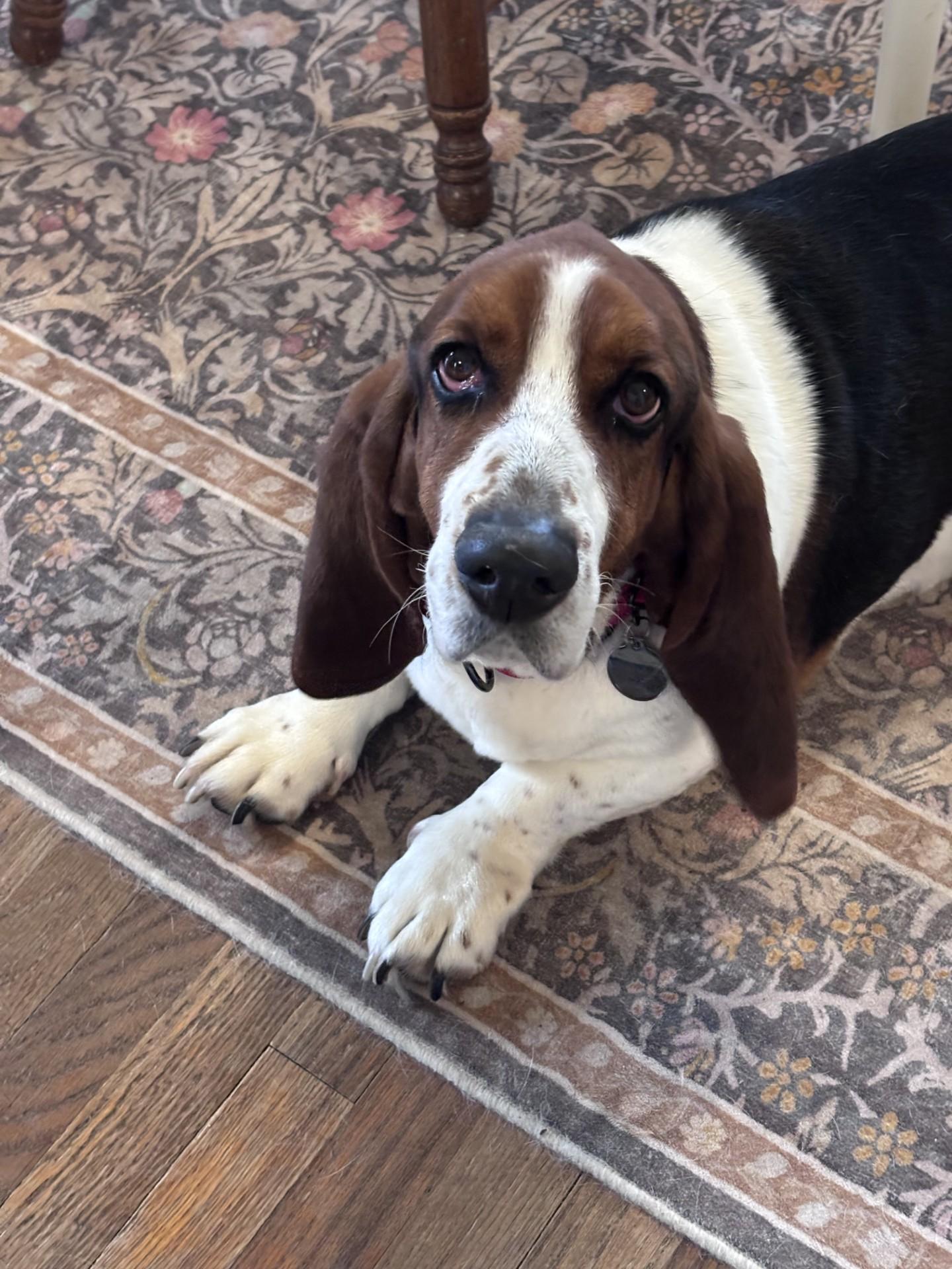 Spikey, a ADOPTABLE Basset Hound in Milwaukee, WI image 1/6
