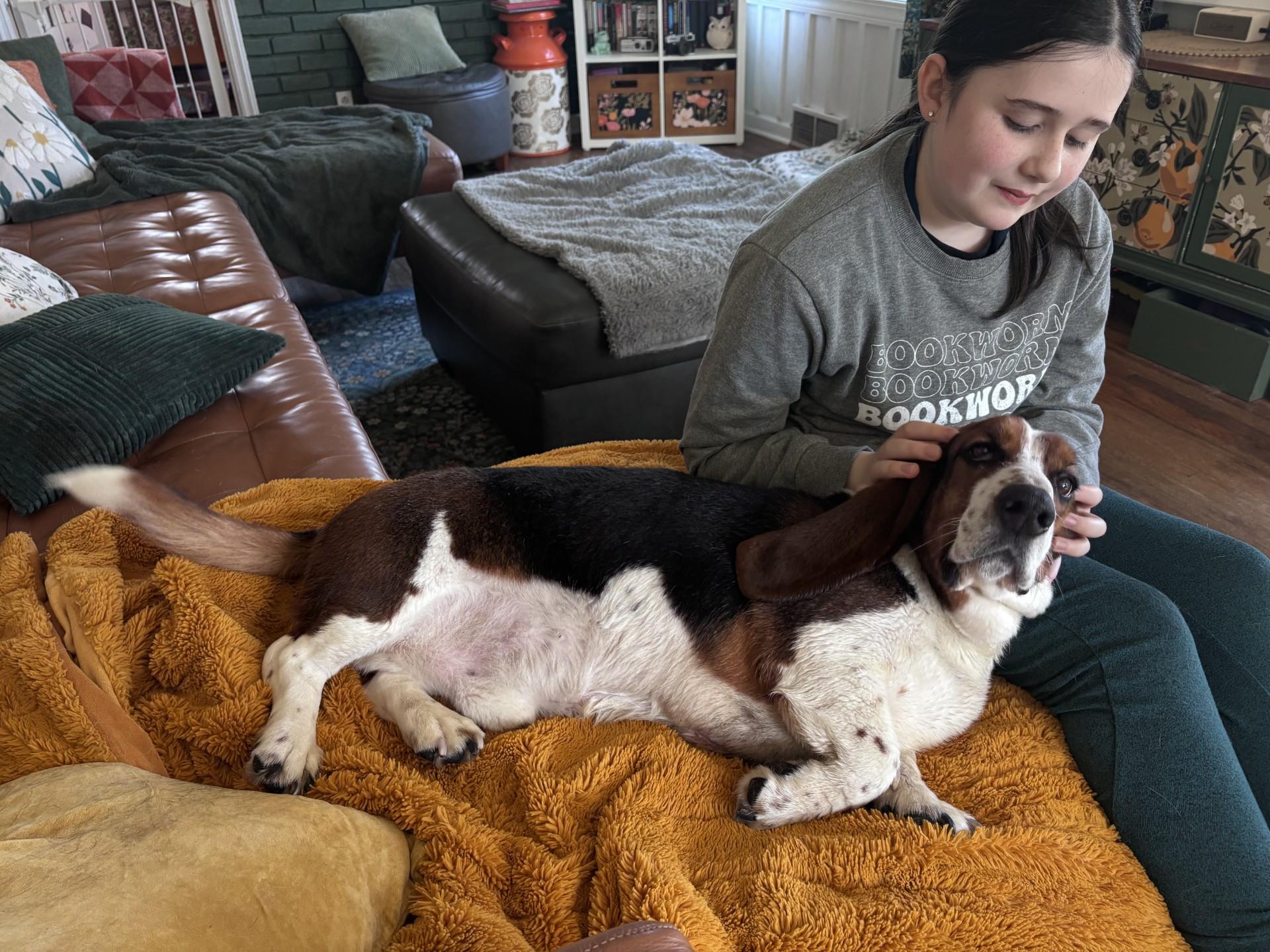 Spikey, a ADOPTABLE Basset Hound in Milwaukee, WI image 2/6