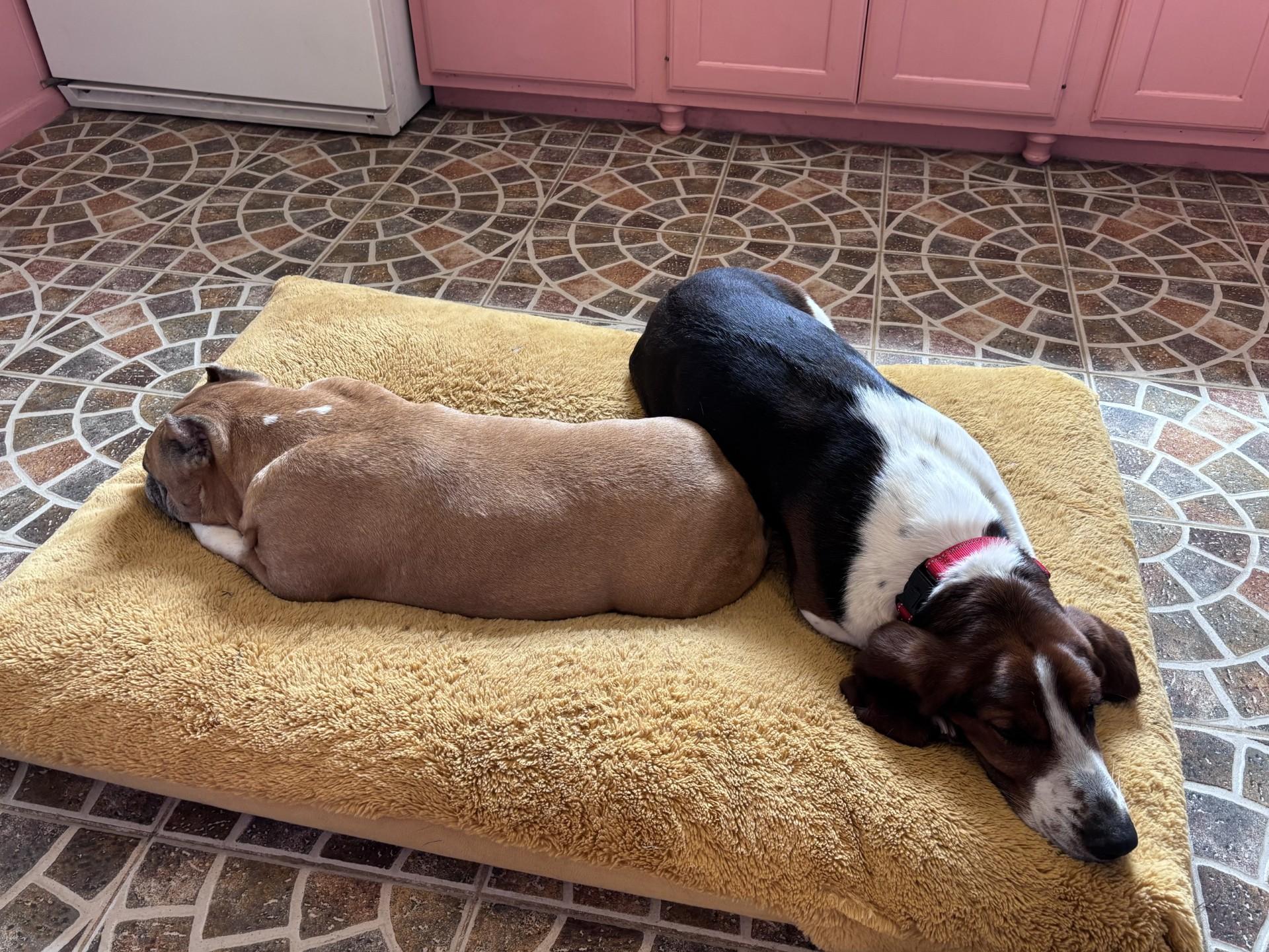 Spikey, a ADOPTABLE Basset Hound in Milwaukee, WI image 5/6