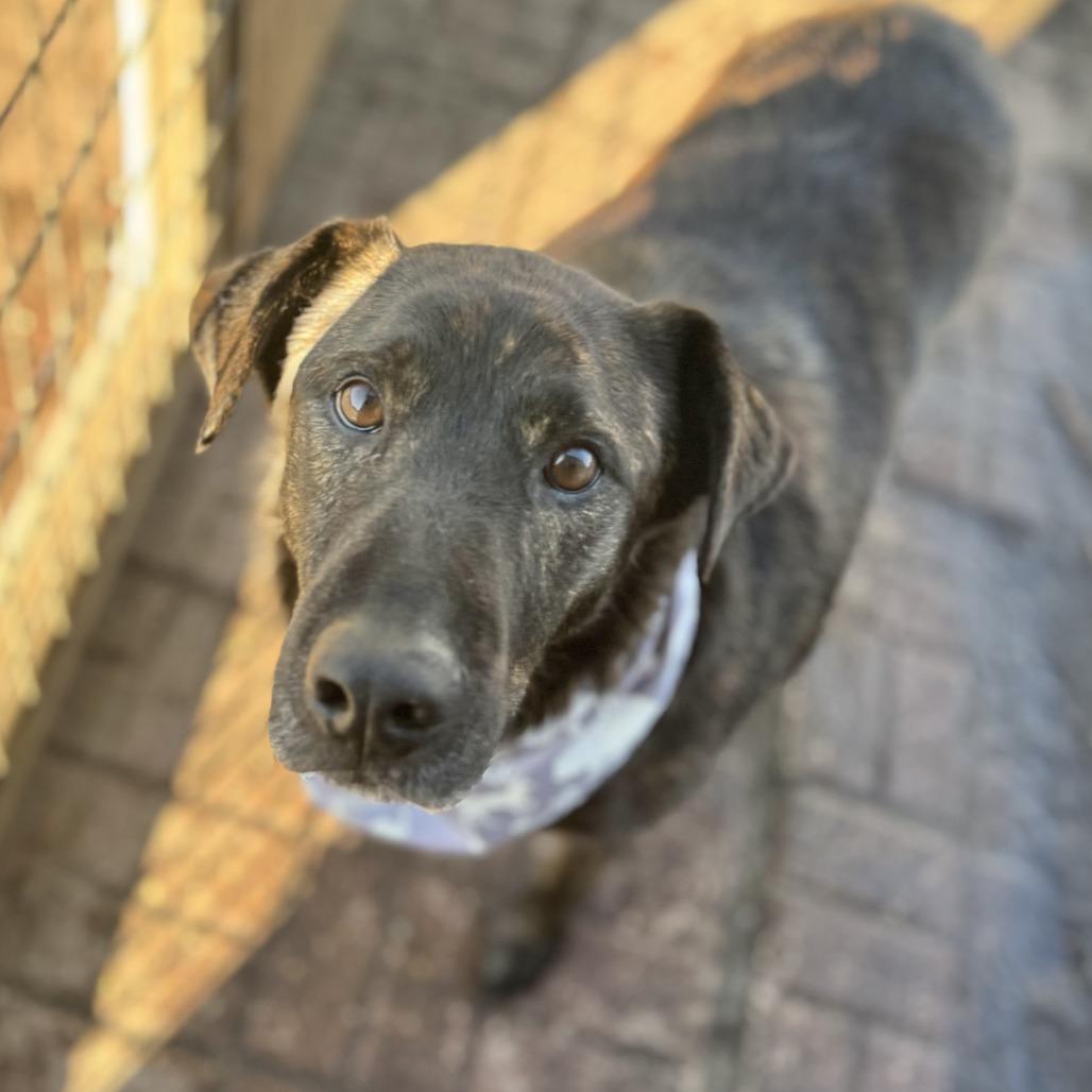 Axel, Adoptable, Adult Male Dutch Shepherd.