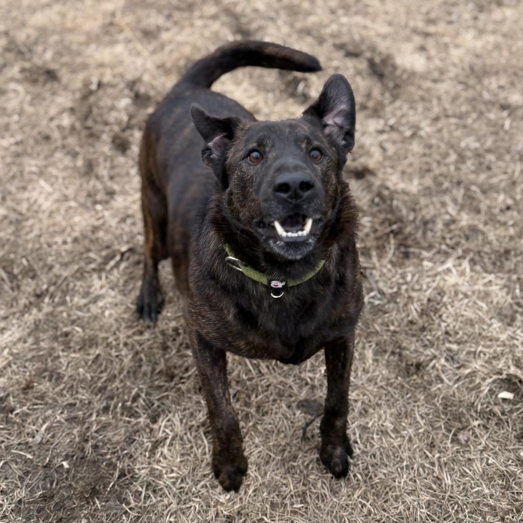 Enlarge Axel, a Adoptable mixed breed in Wadena, MN image 2/6