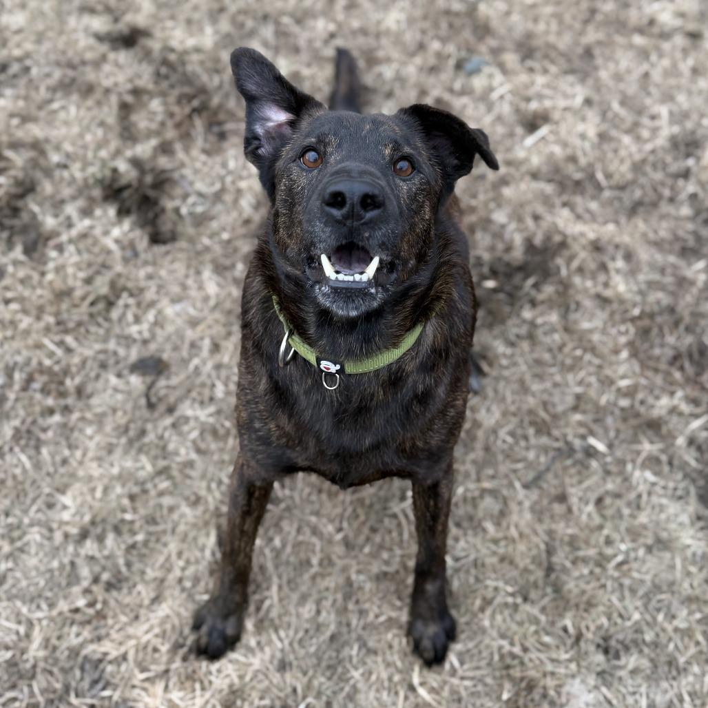 Enlarge Axel, a Adoptable mixed breed in Wadena, MN image 3/6