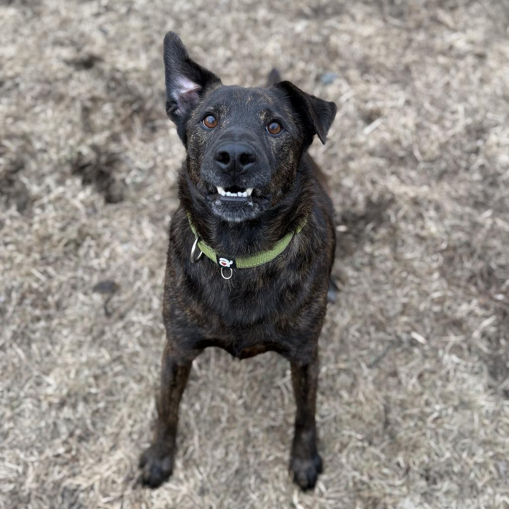 Enlarge Axel, a Adoptable mixed breed in Wadena, MN image 4/6