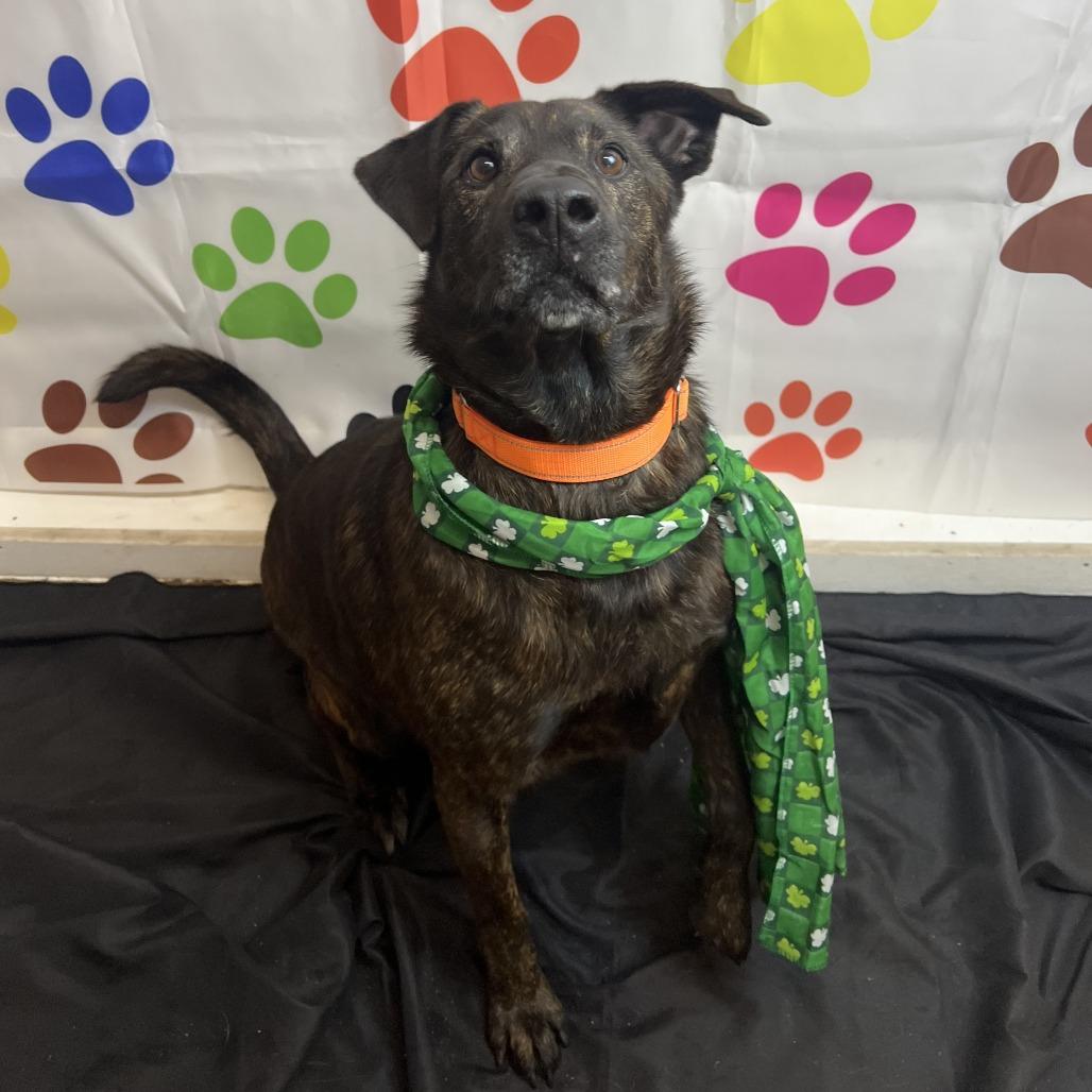 Enlarge Axel, a Adoptable mixed breed in Wadena, MN image 5/6