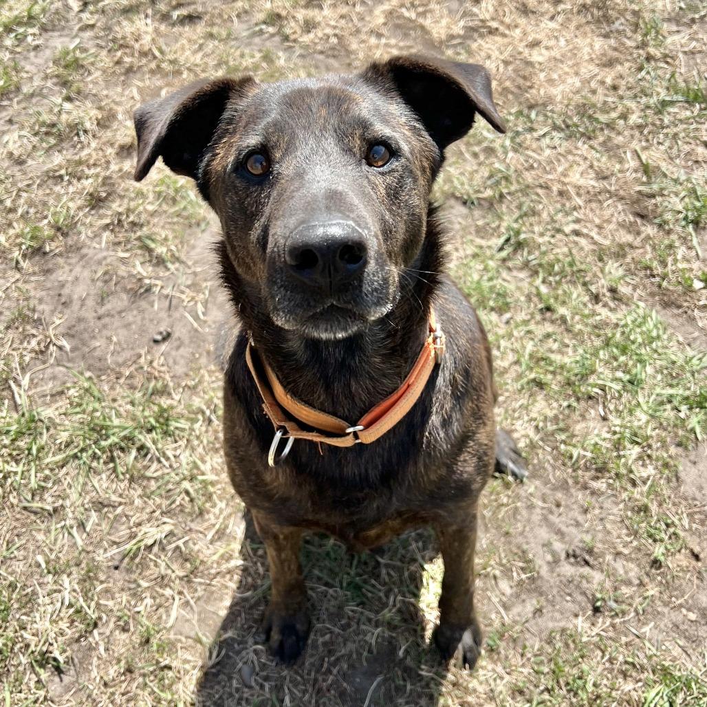 Enlarge Axel, a Adoptable mixed breed in Wadena, MN image 5/6