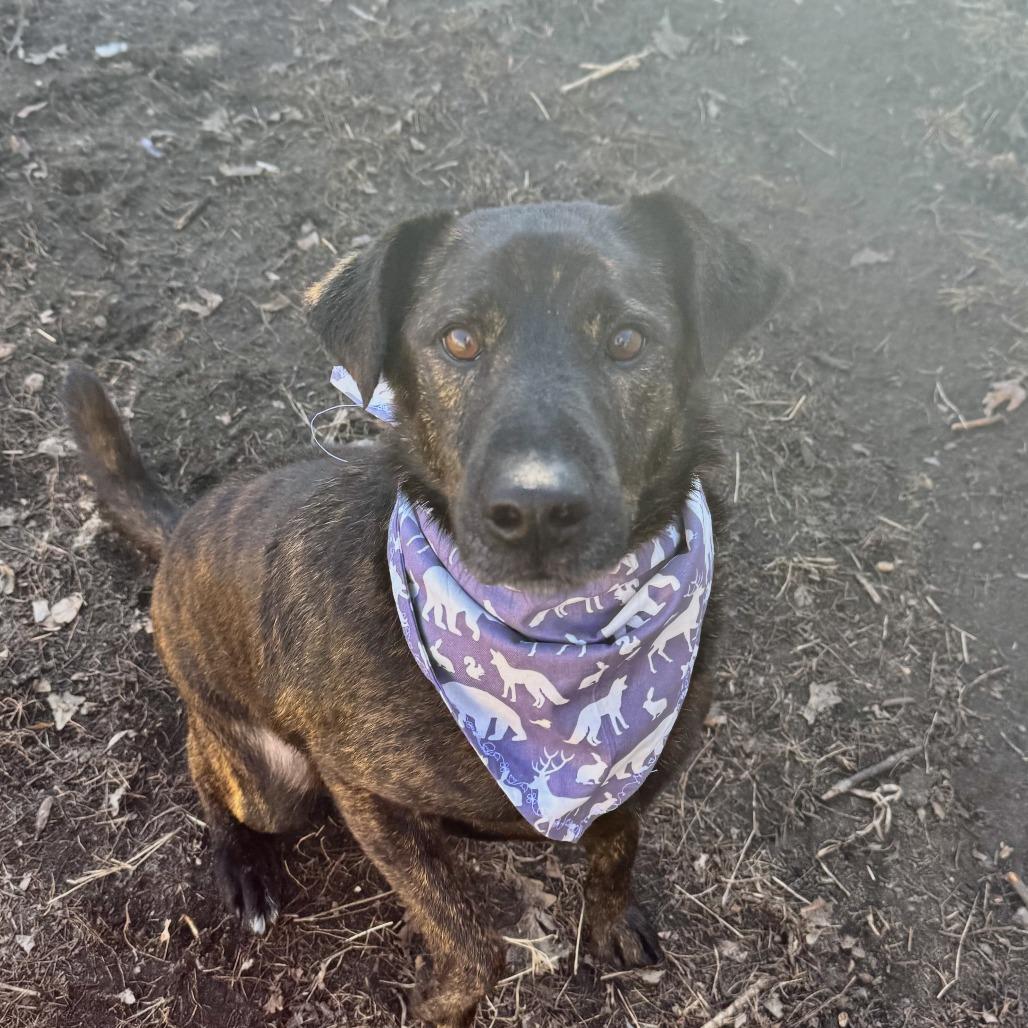 Enlarge Axel, a Adoptable mixed breed in Wadena, MN image 6/6