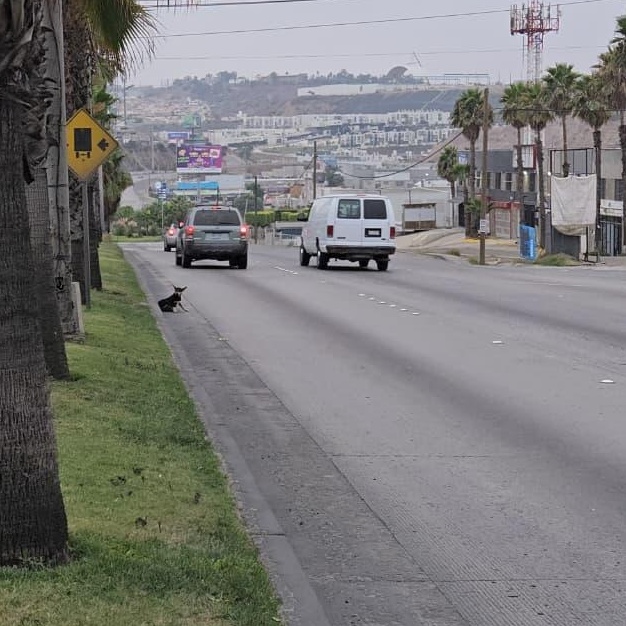 Enlarge Chayito, a Adoptable mixed breed in Tijuana, BCN image 2/6