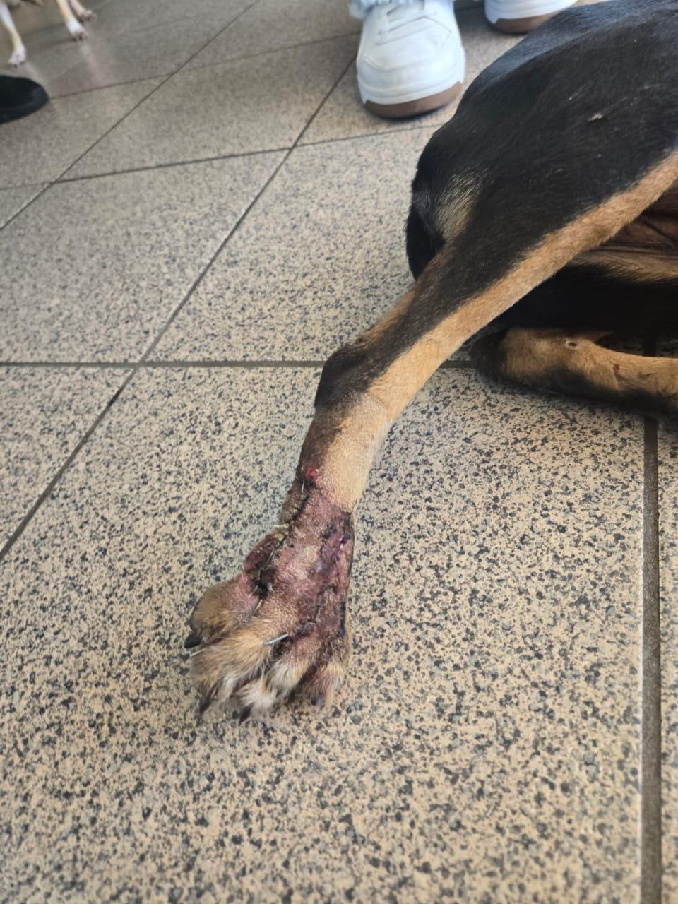 Enlarge Chayito, a Adoptable mixed breed in Tijuana, BCN image 3/6