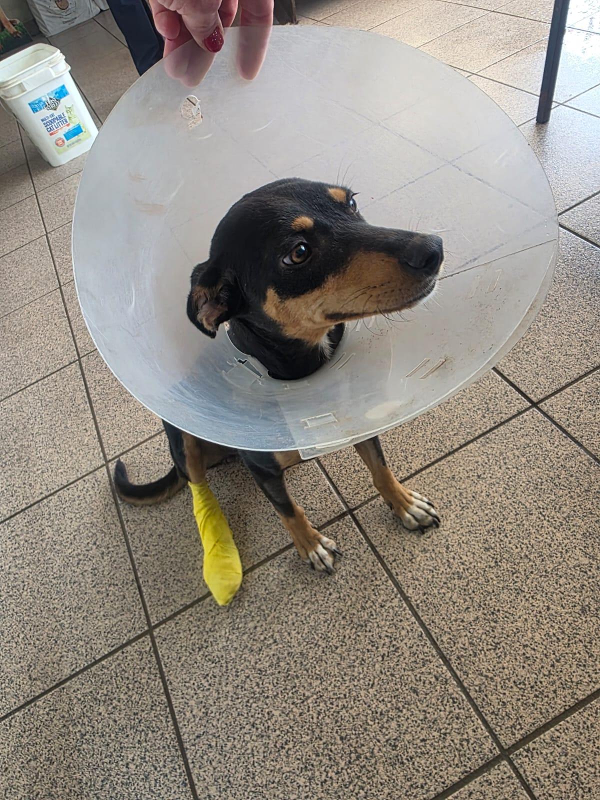 Chayito, Adoptable, Young Female Miniature Pinscher & Terrier.