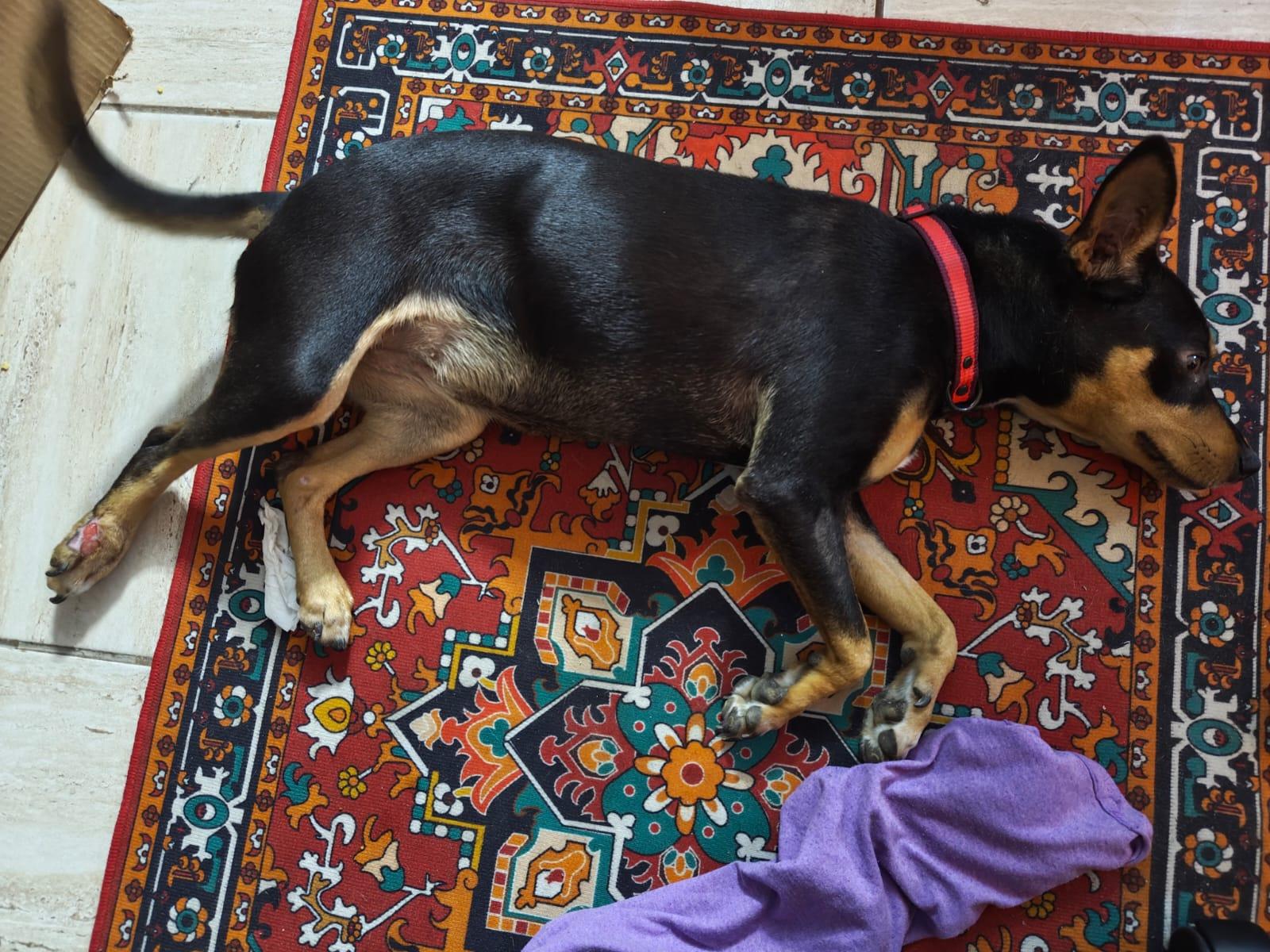 Enlarge Chayito, a Adoptable mixed breed in Tijuana, BCN image 4/6