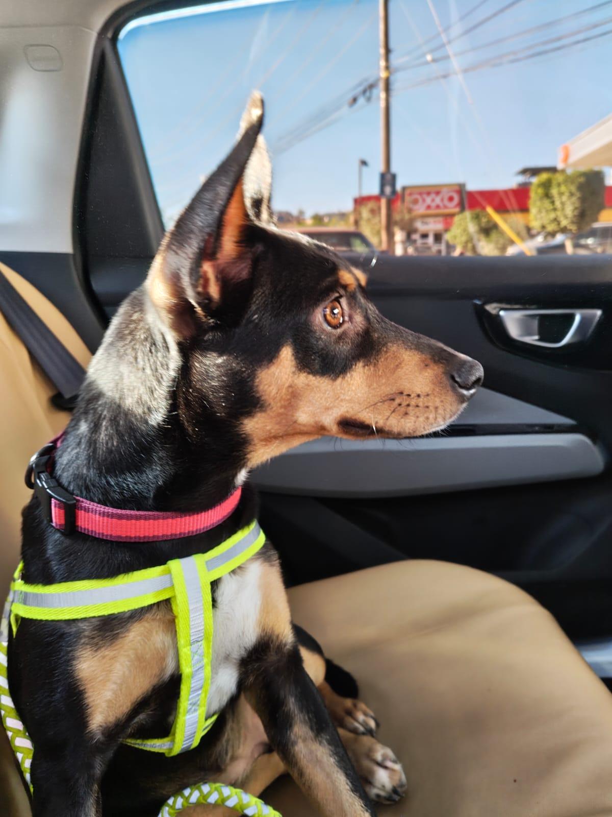 Enlarge Chayito, a Adoptable mixed breed in Tijuana, BCN image 5/6