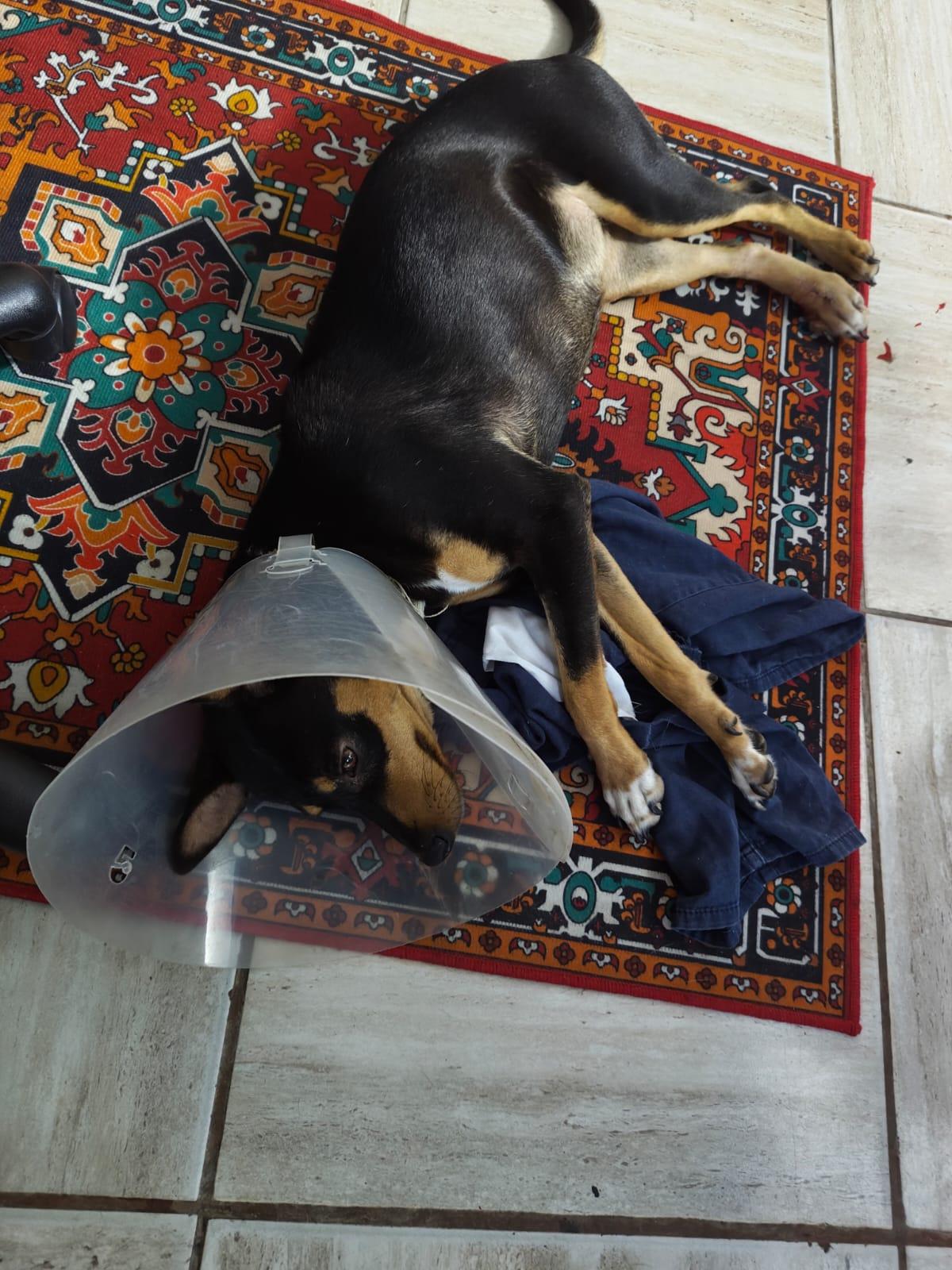 Enlarge Chayito, a Adoptable mixed breed in Tijuana, BCN image 6/6