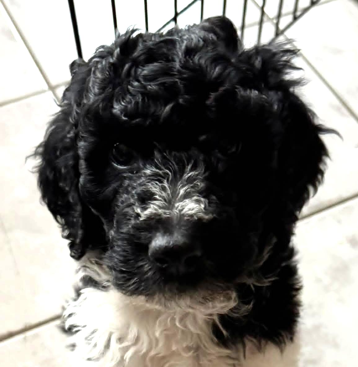 Rolls Royce, adopted, Puppy Male Poodle.