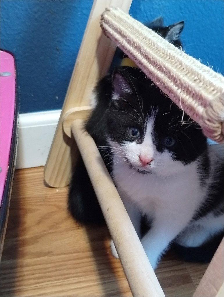Enlarge Figaro, a Adoptable Domestic Short Hair in Battle Ground, WA image 1/1