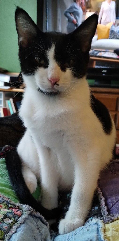 Figaro, Adoptable, Kitten Male Domestic Short Hair.