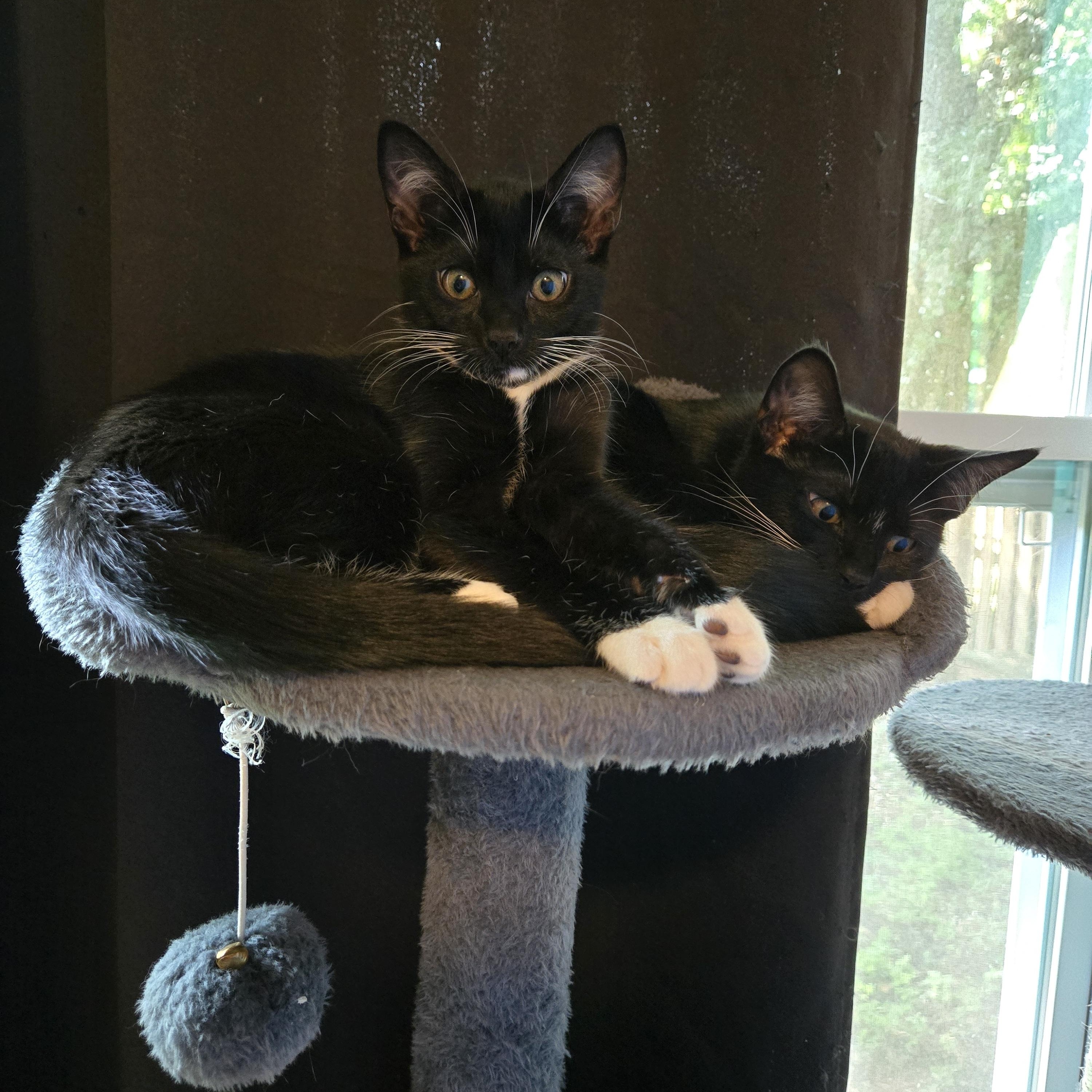 Tempeh, Baby Female Domestic Short Hair
