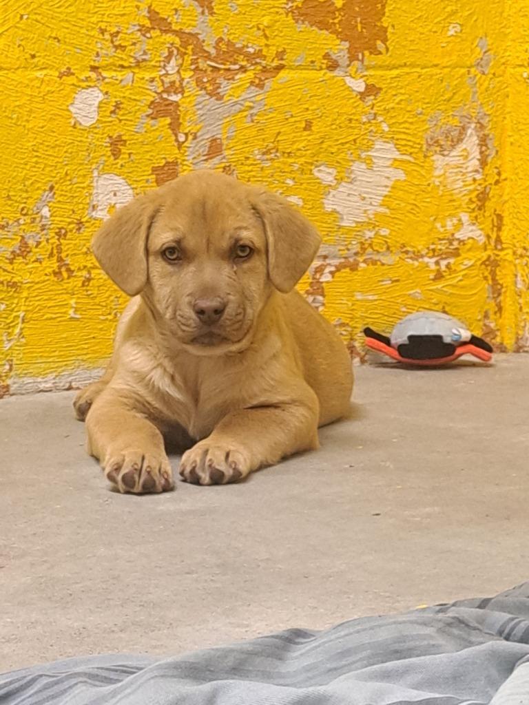 Enlarge Biggie, a Adoptable mixed breed in Murray, KY image 2/2