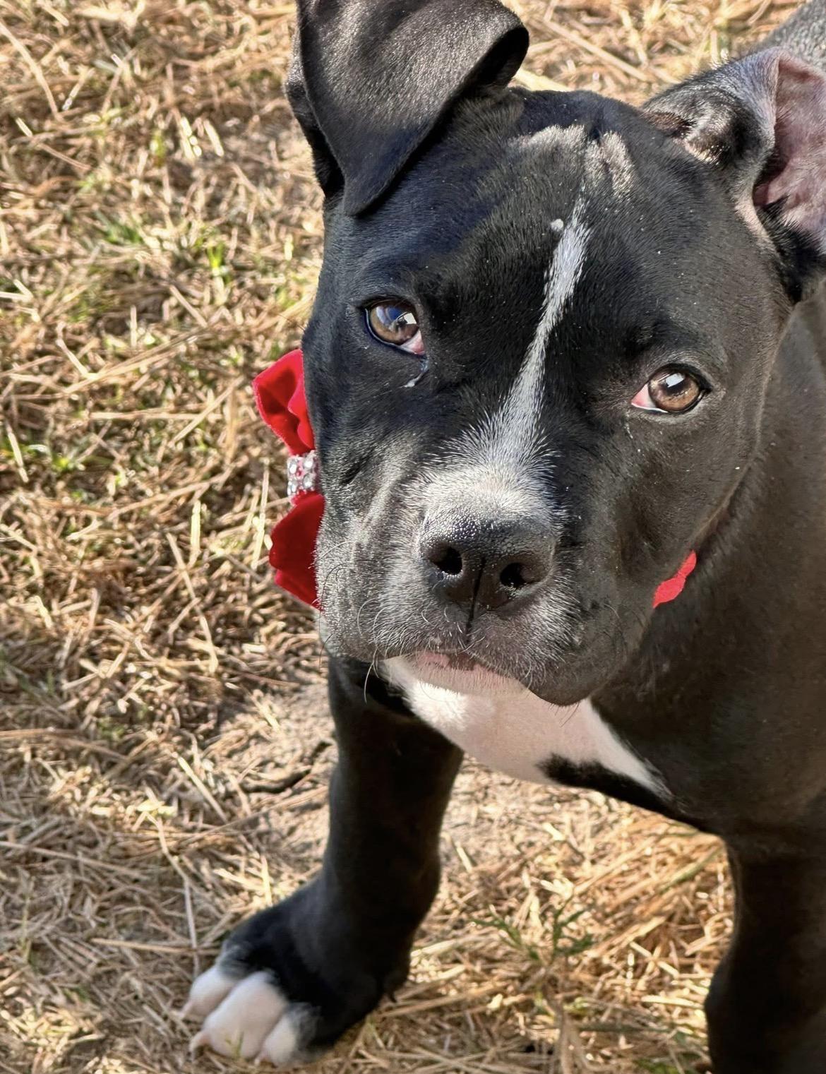 Scuttle, a Adoptable Pit Bull Terrier in Port Lavaca, TX image 1/2