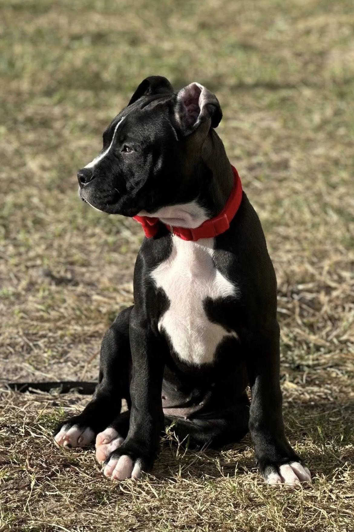 Scuttle, a Adoptable Pit Bull Terrier in Port Lavaca, TX image 2/2